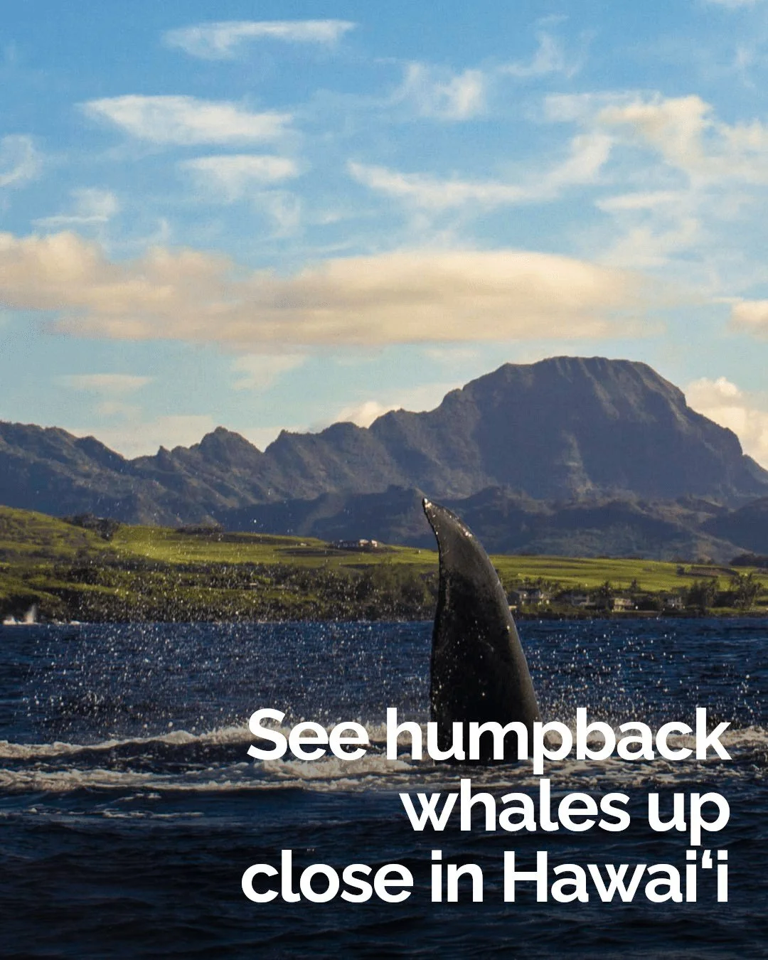 Whale watching season in Hawai&lsquo;i is almost here &mdash; are you ready to see something amazing?

From December to April, thousands of humpback whales visit these warm waters, putting on stunning shows of breaching, tail slaps, and playful mothe