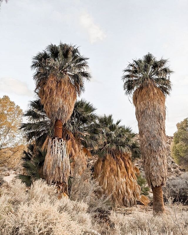 Just some Palm Trees in a Joshua Tree world