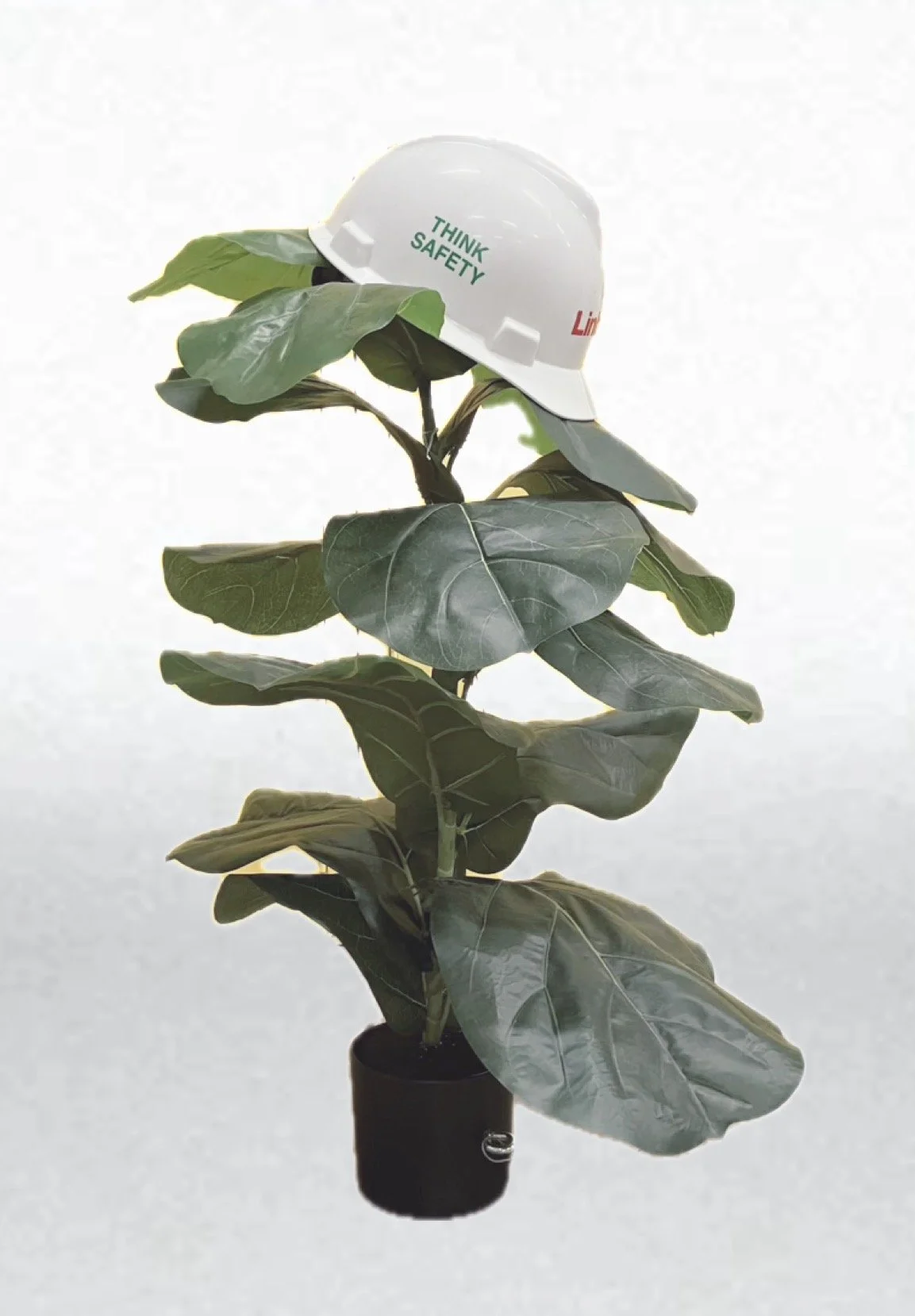 "Plant Hat Photo"