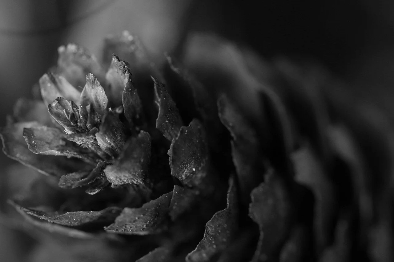 Transience