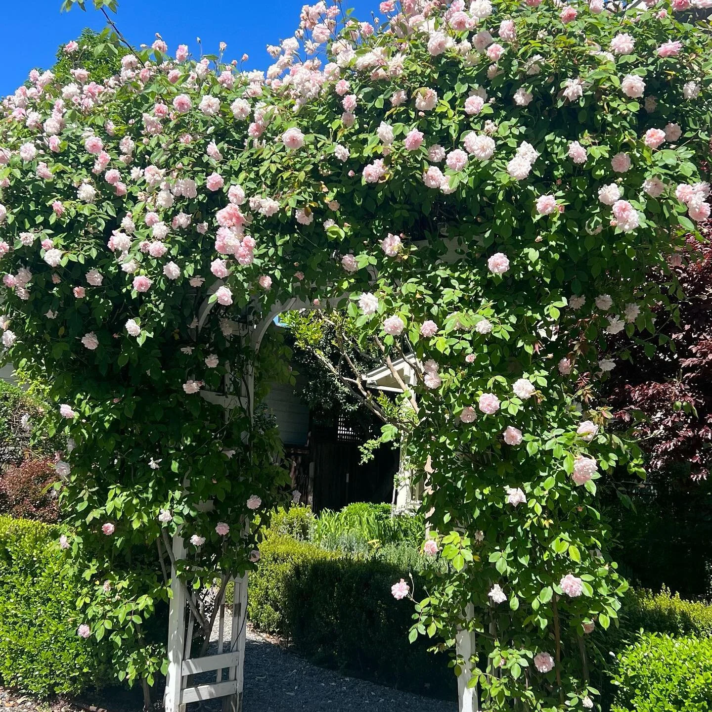 📣Napa locals&mdash; I'm scheduling my Bigshot Photography 'Springtime Sunset Mini Photo Sessions under the Rose Trellis' here at our location in St. Helena,CA just for the week of May 15th through 19th! 

Message here or access the link 

Will book 