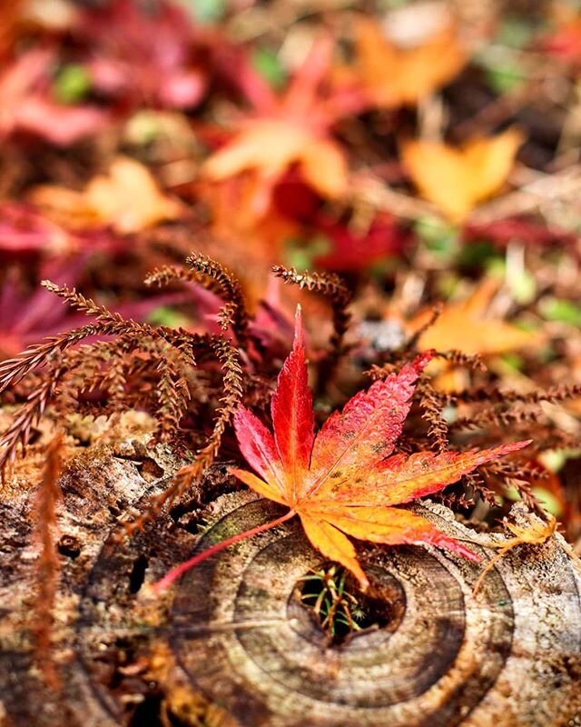 I spent a beautiful couple of days in the town of Kamikatsu where they sell decorative leaves and aim to be zero waste by 2020 (and practically are!) #Japan #Kamikatsu #zerowaste #2020goals #shikoku #autumnleaves #autumn #travel