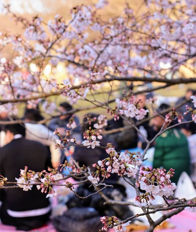 Hanami was cancelled except that it wasn't. 
#hanami #sakura #spring #cherryblossom #Tokyo #Japan #travel
