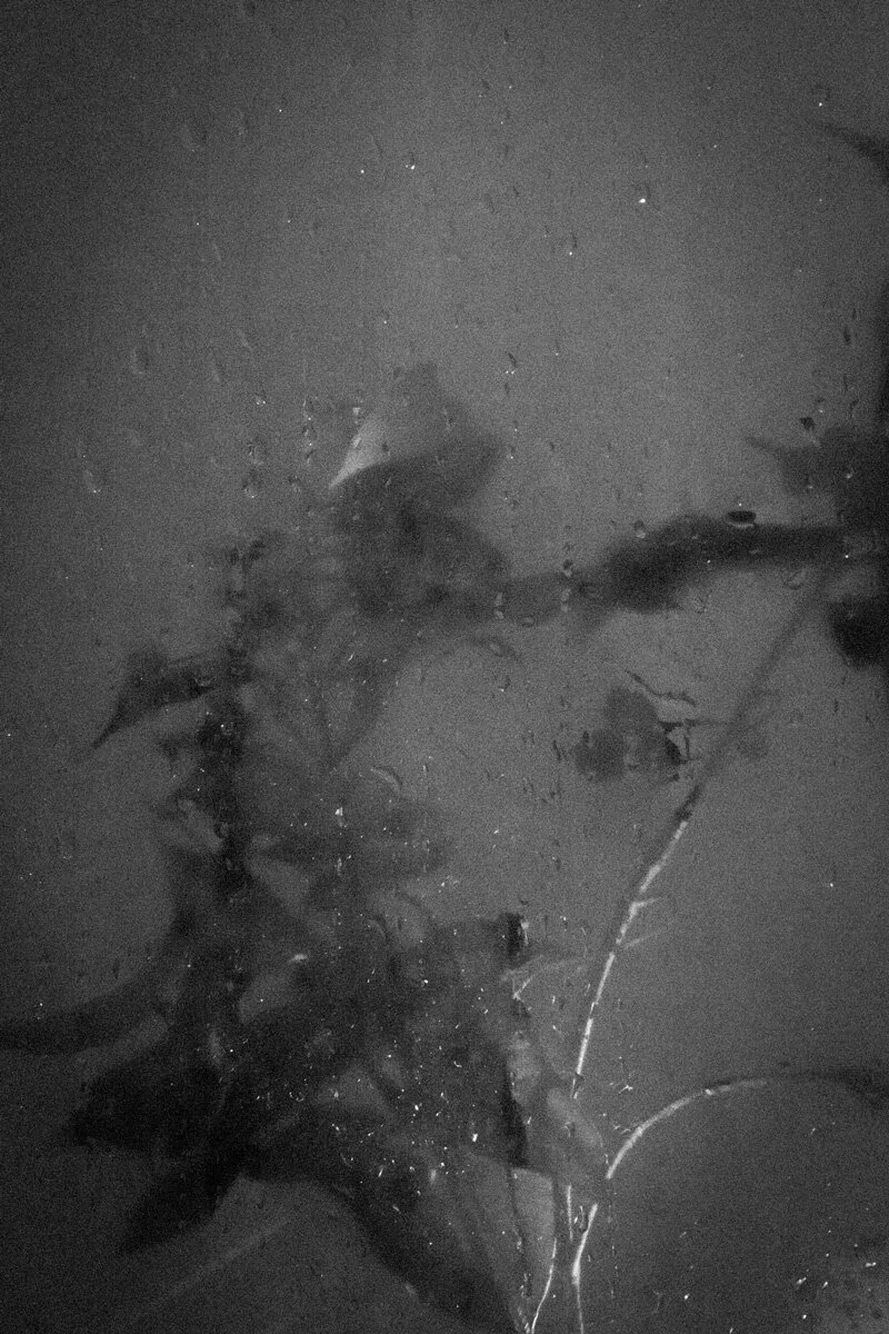 Clare_Hodgins_plant-series-untitled-4.JPG