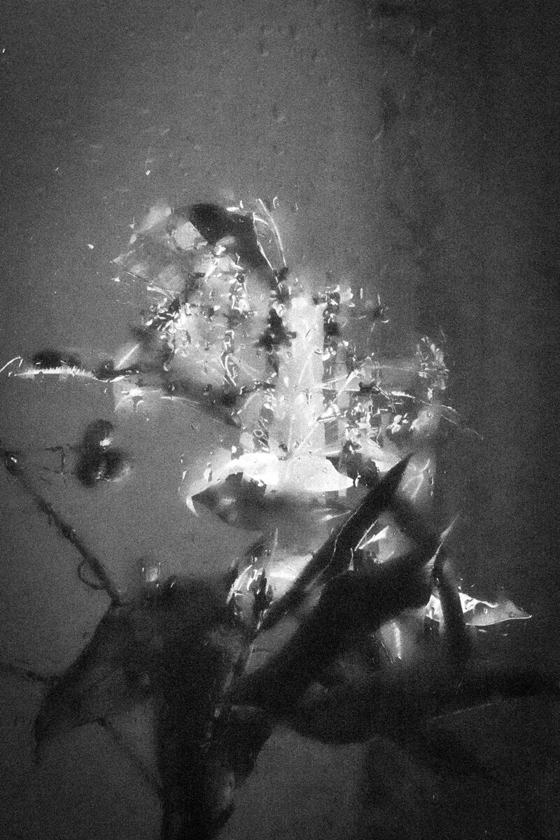 Clare_Hodgins_plant-series-untitled-2.JPG