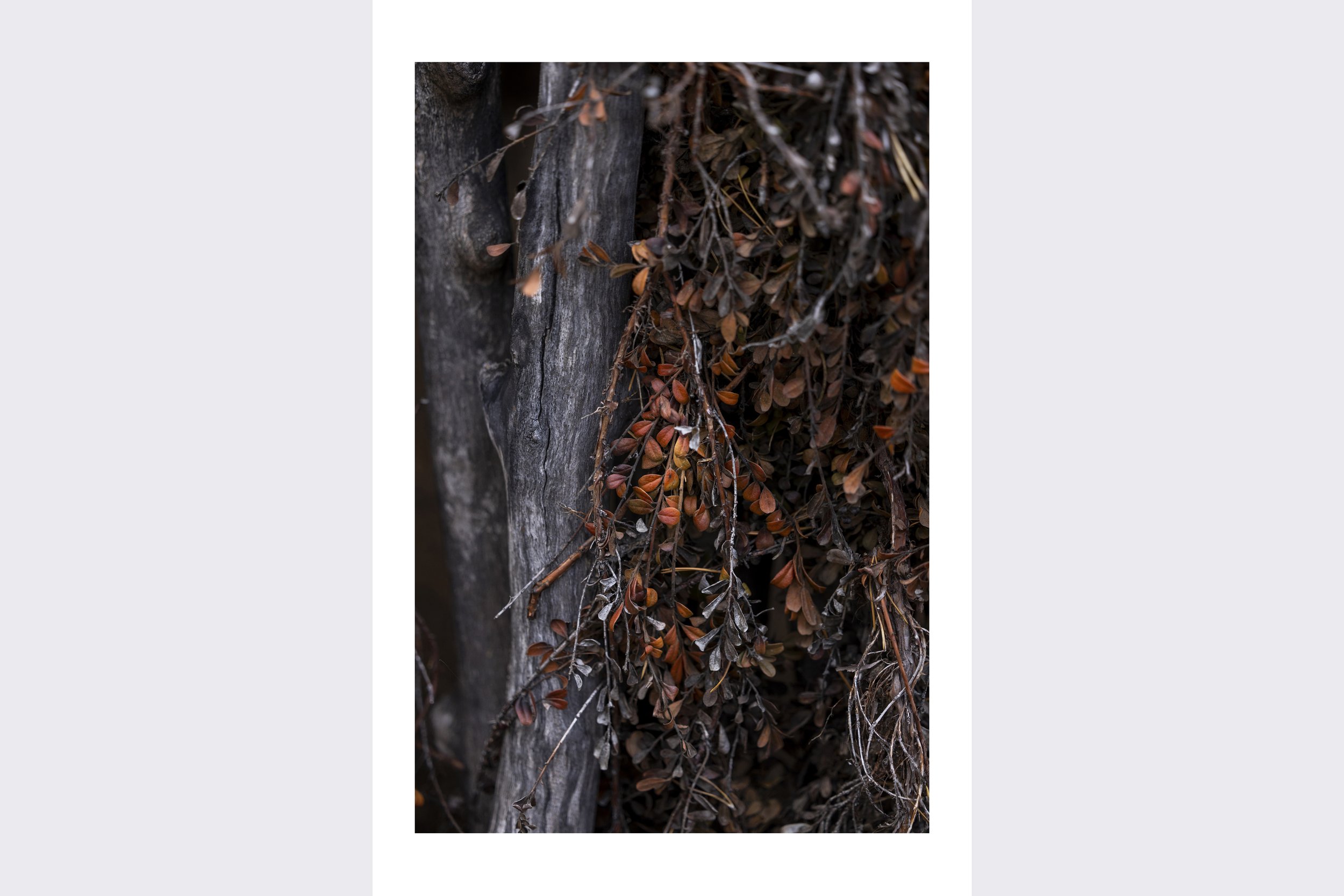 Dried_Horiz.jpg