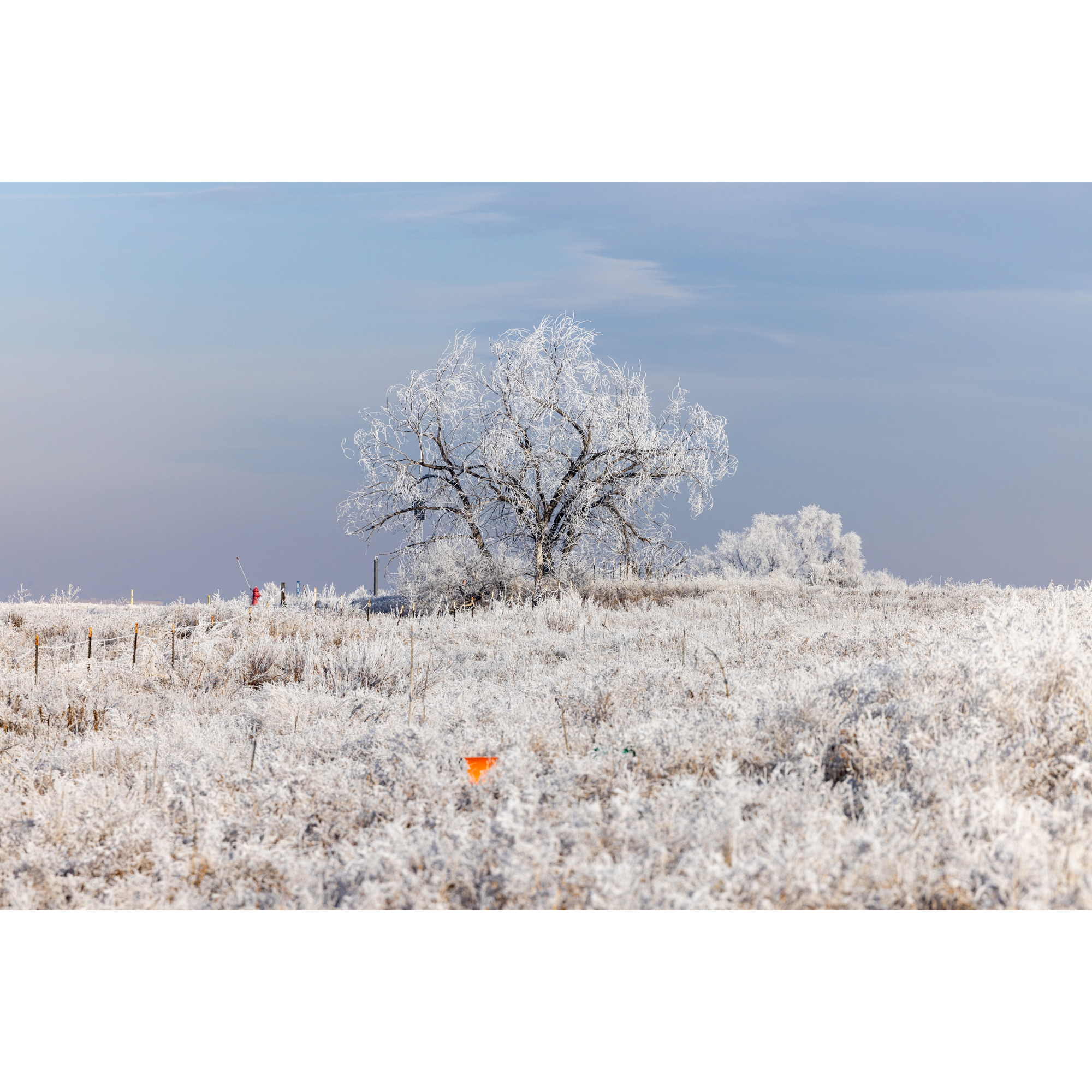 Hoar Frost No. 1