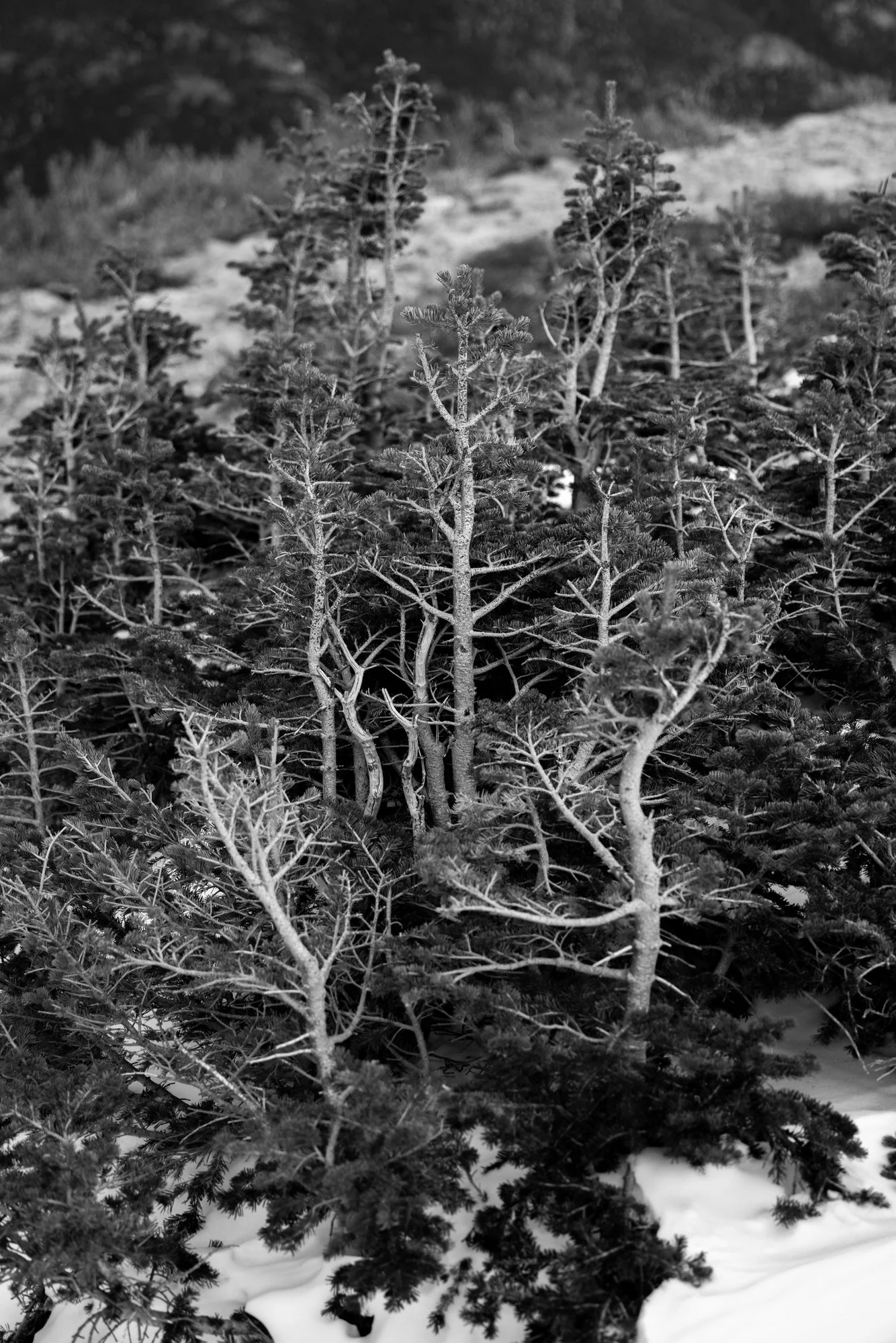 Wind Pruned, Longs Peak, Rocky Mountain National Park, CO 2026