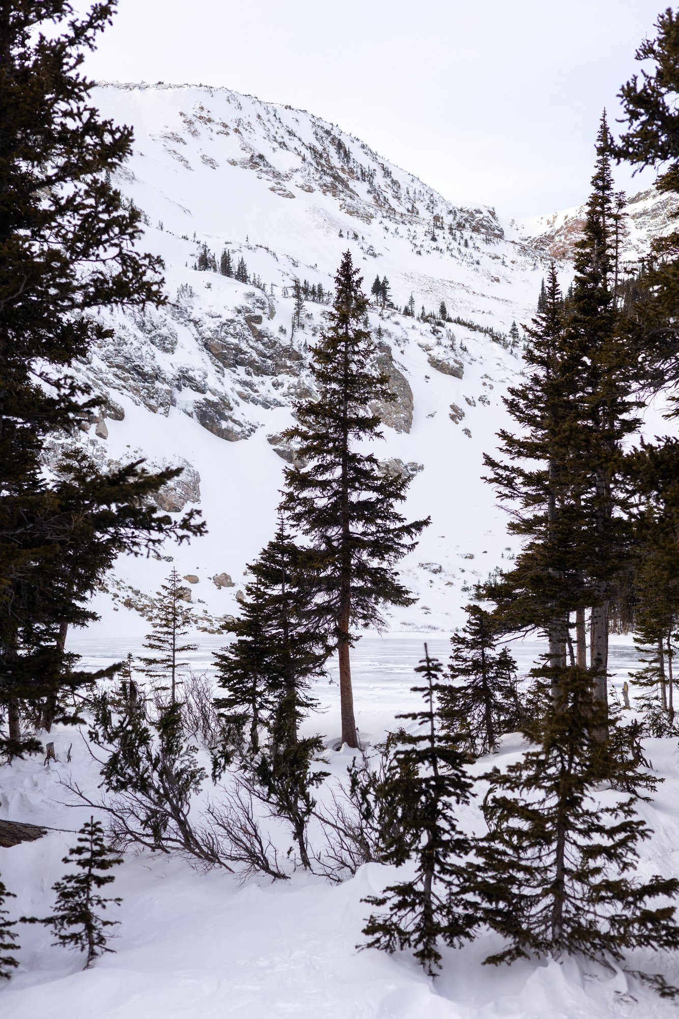 New Growth (Alpine), Crater Lakes, CO 2026