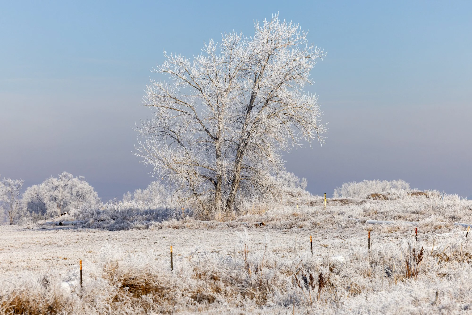Hoar Frost No. 2, Longmont, CO 2026