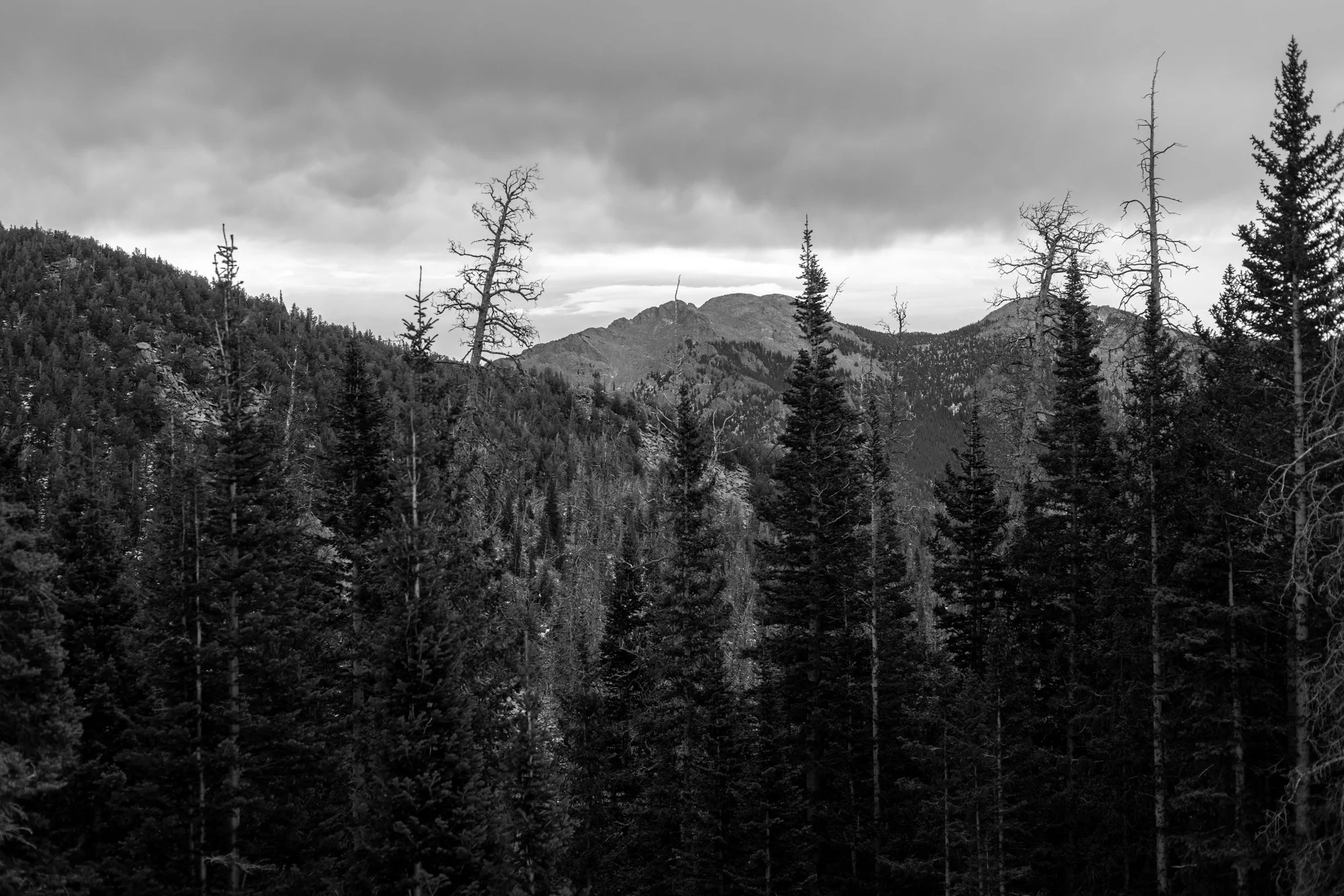 Canopy, Rocky Mountain National Park, CO 2026