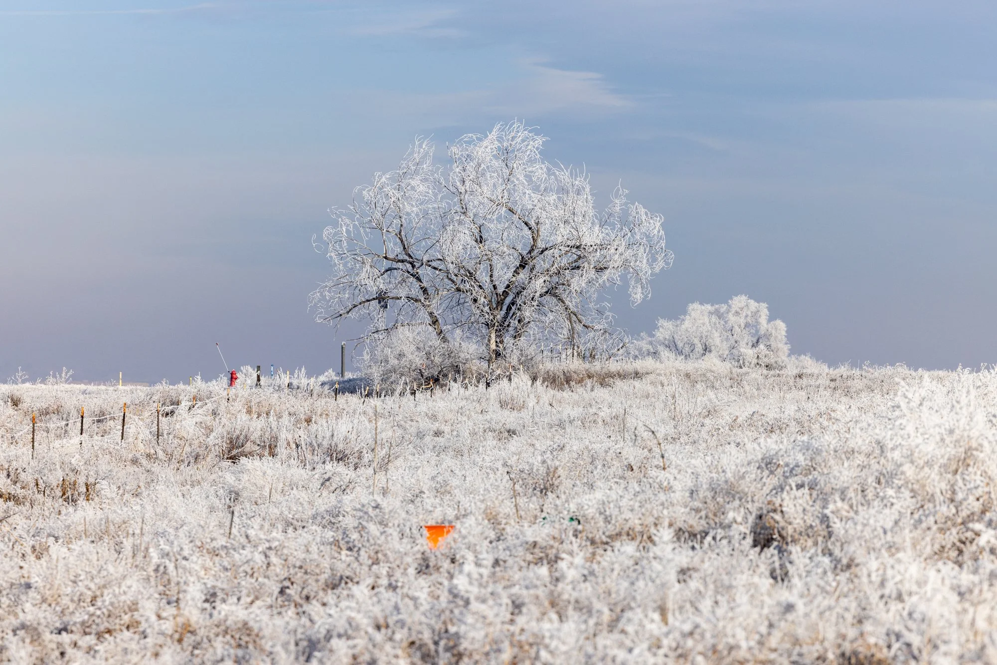 Hoar Frost No. 1, Longmont, CO 2026