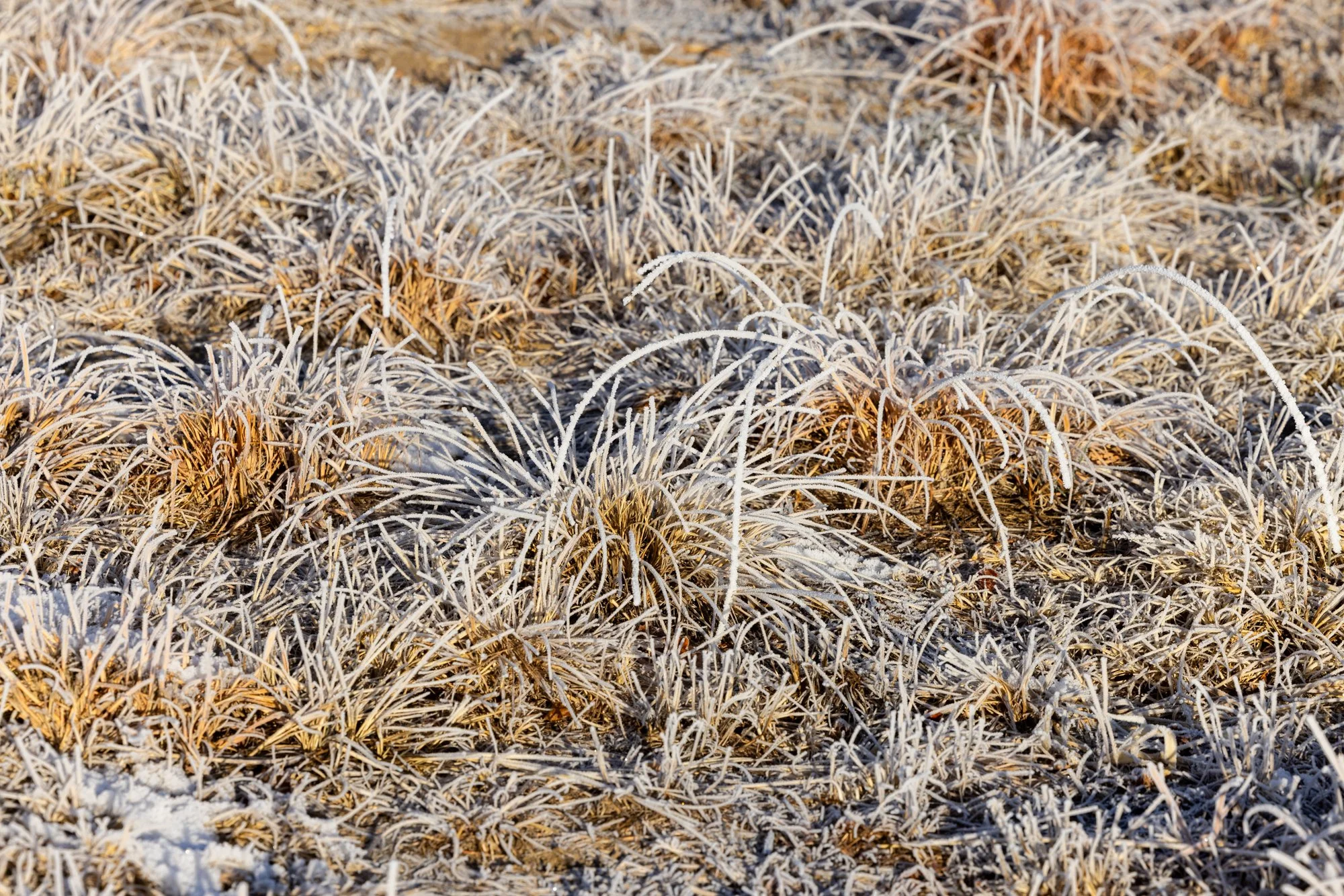 Hoar Frost No. 3, Longmont, CO 2026