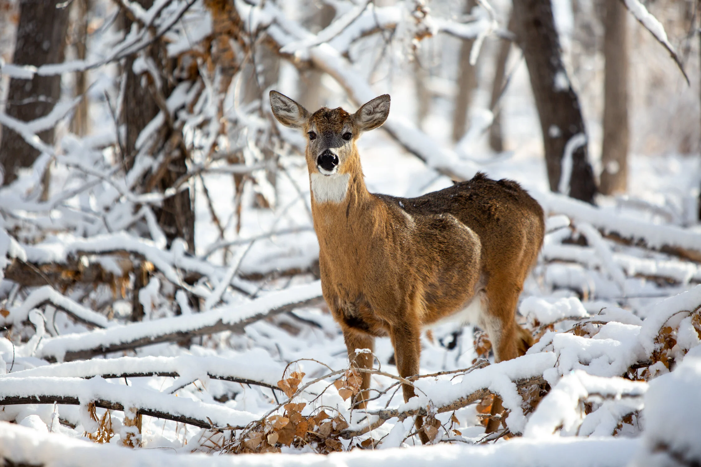 Mar 19 Add Med-15.jpg