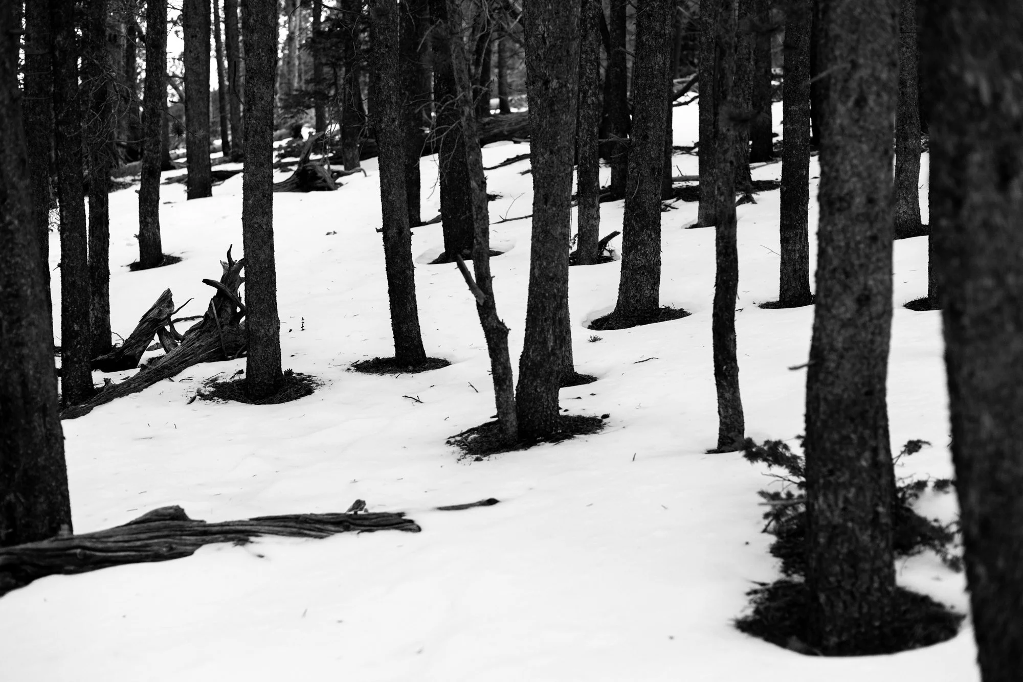 Living Core, Rocky Mountain National Park, CO 2026