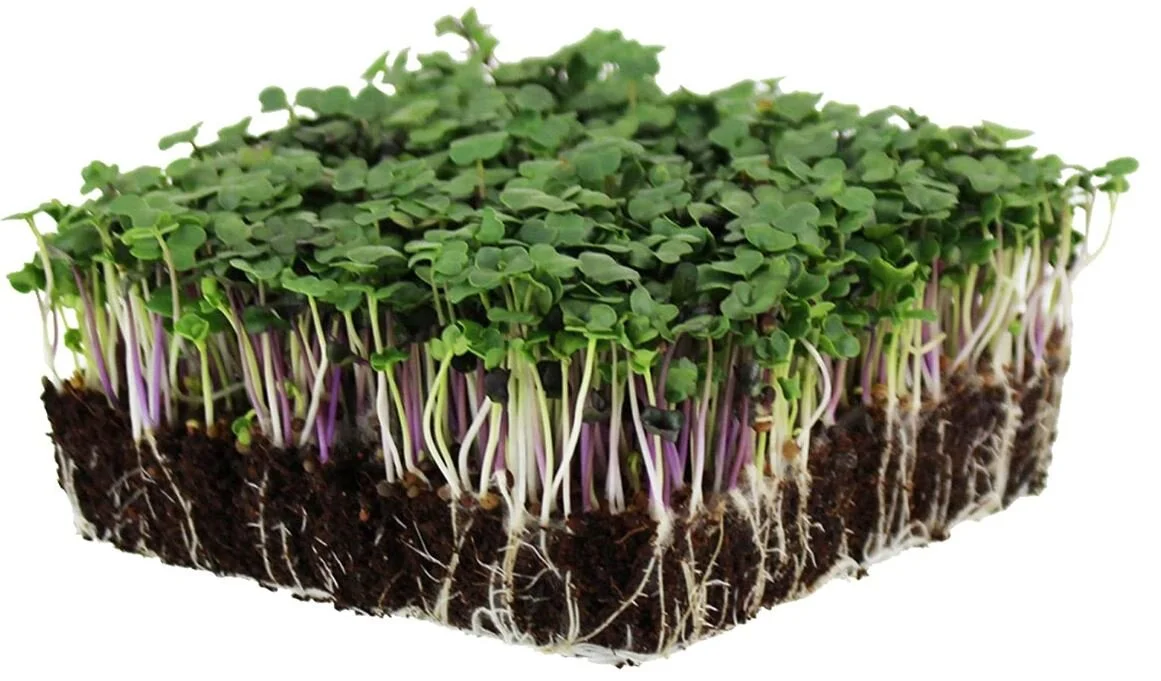 Microgreens