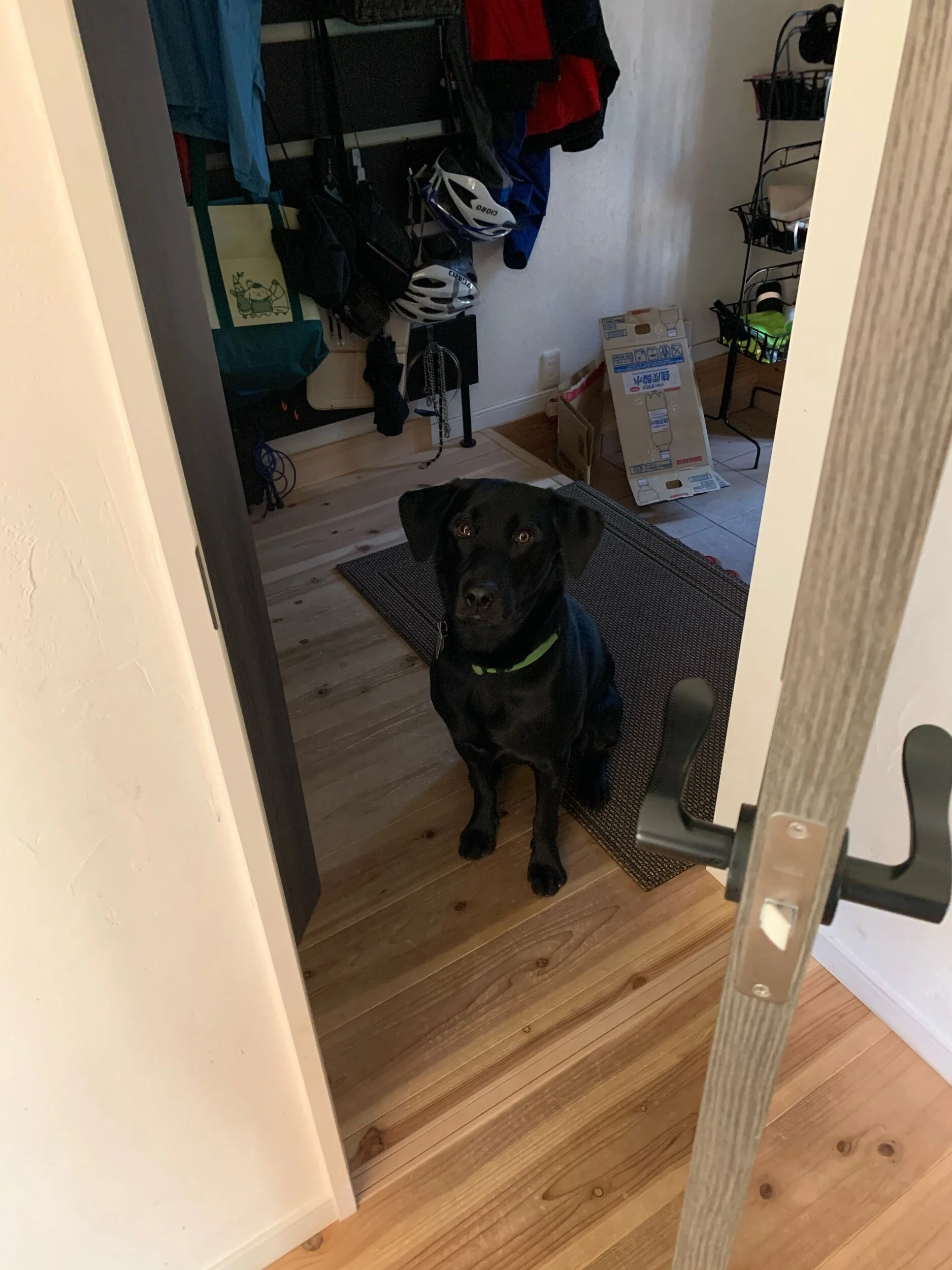 Me, waiting patiently…我慢強く待つよ。おやつ。。。