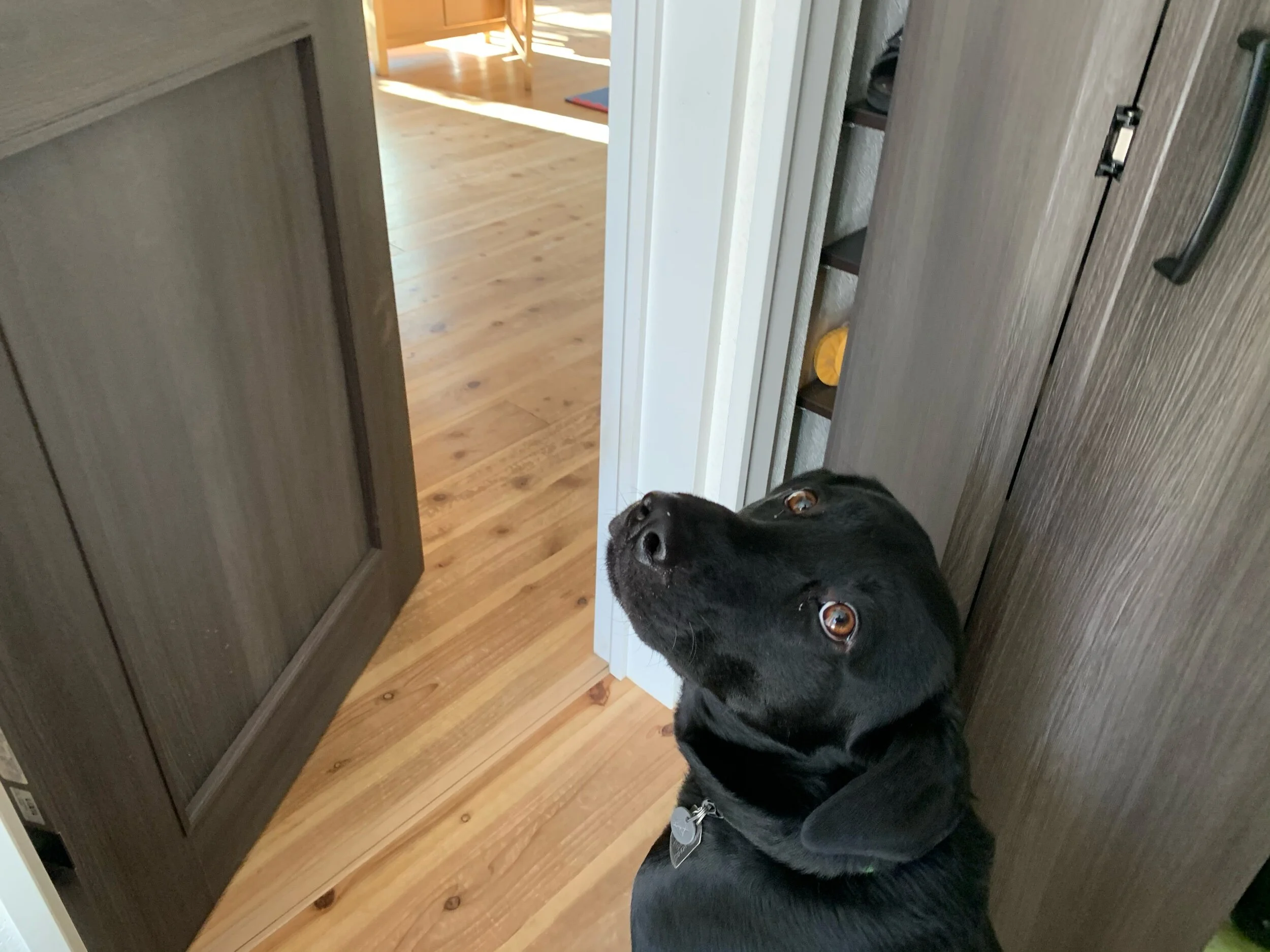 Sad look…”you’re leaving me all alone?!?”淋しいよ、、僕を一人で置いていくの?(淋しそうに見える?早く行っていいよ、おやつ!! っていうのが本音なんだけどね)