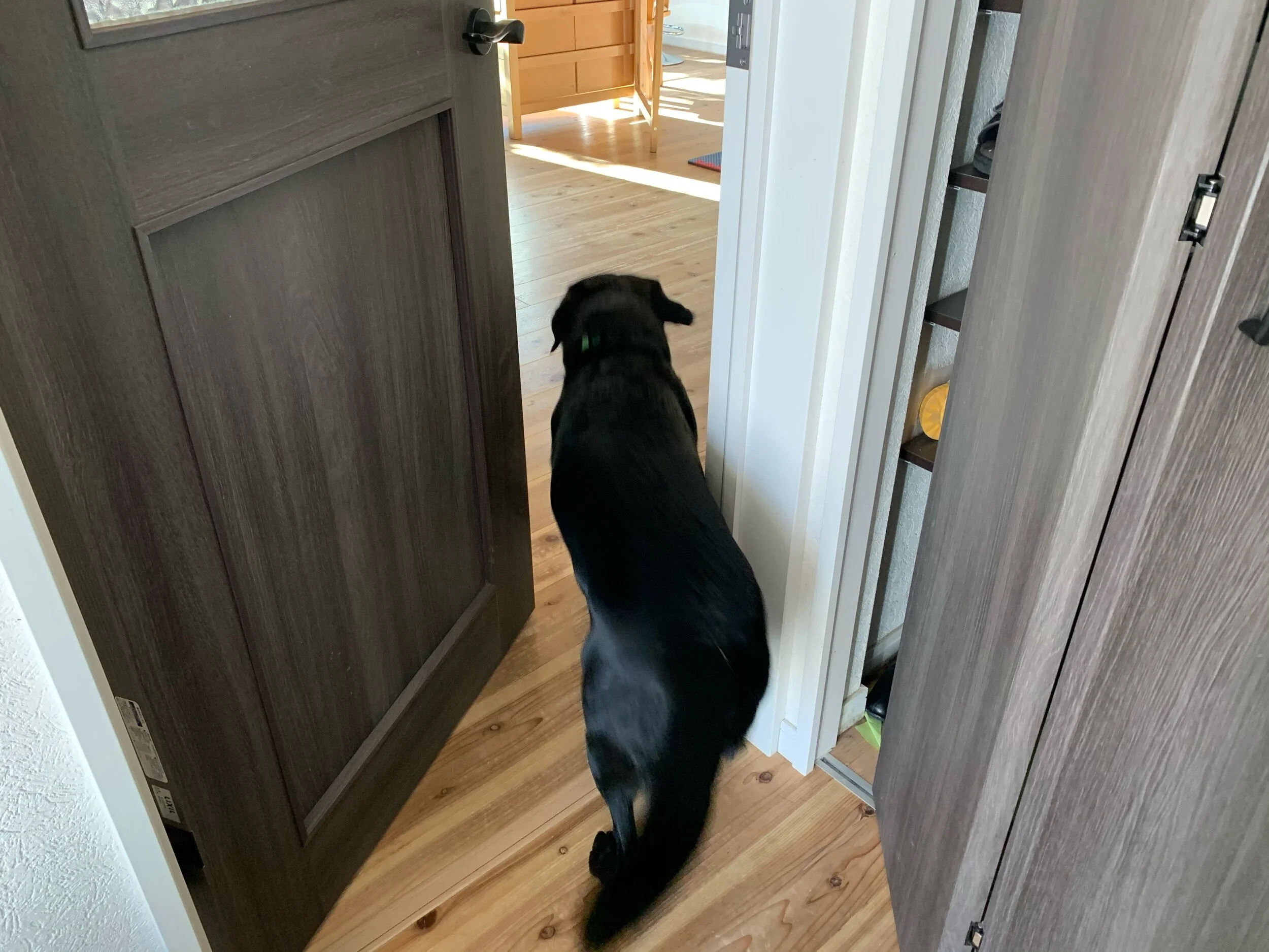 Don’t let it hit my tail either!いってらっしゃい!僕の尻尾にもドアぶつけないでね。おやつ、おやつ!!!