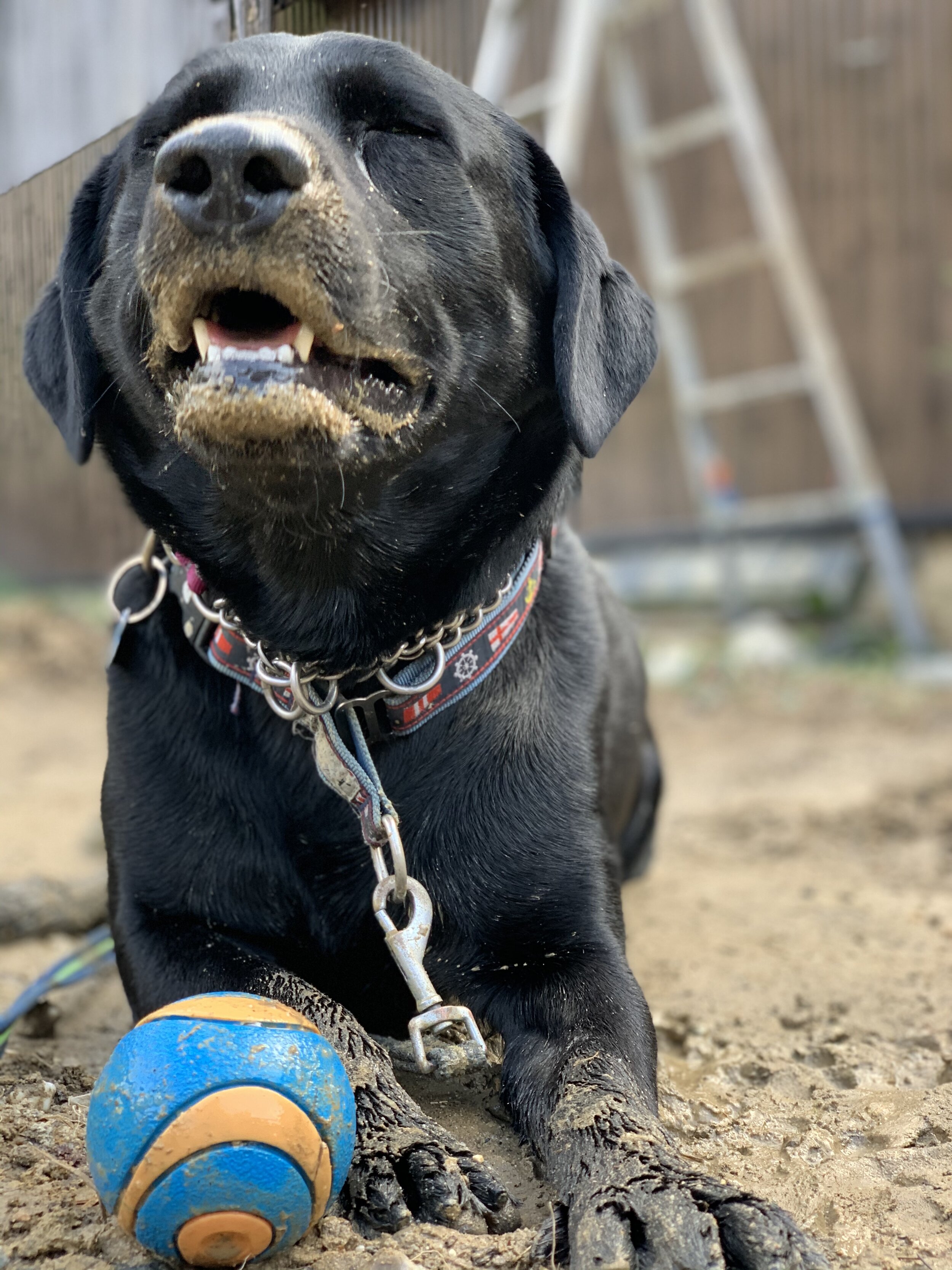 Photo 2020-04-18 15 48 21.jpg