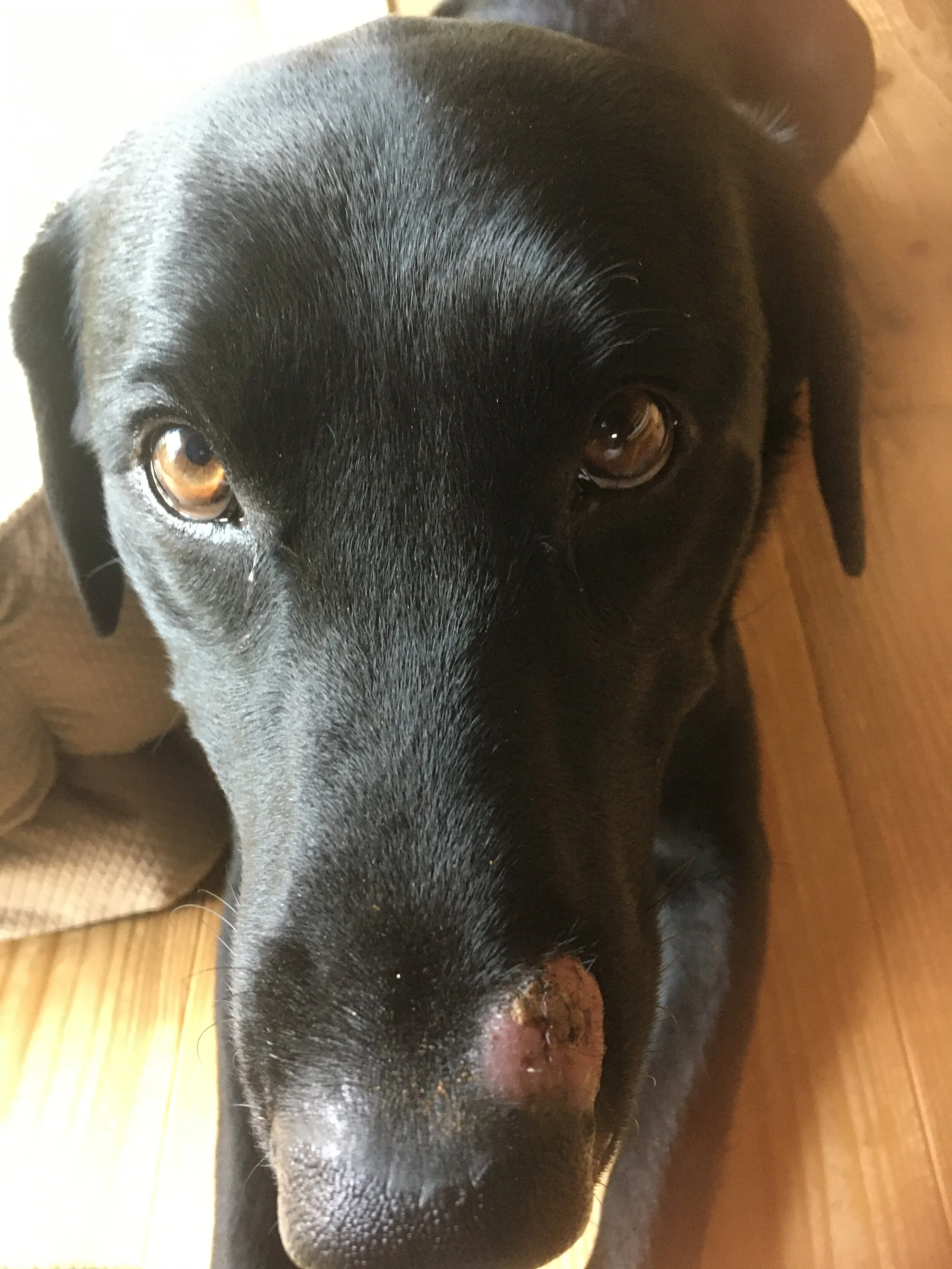 Photo 2020-05-01 7 26 18.jpg