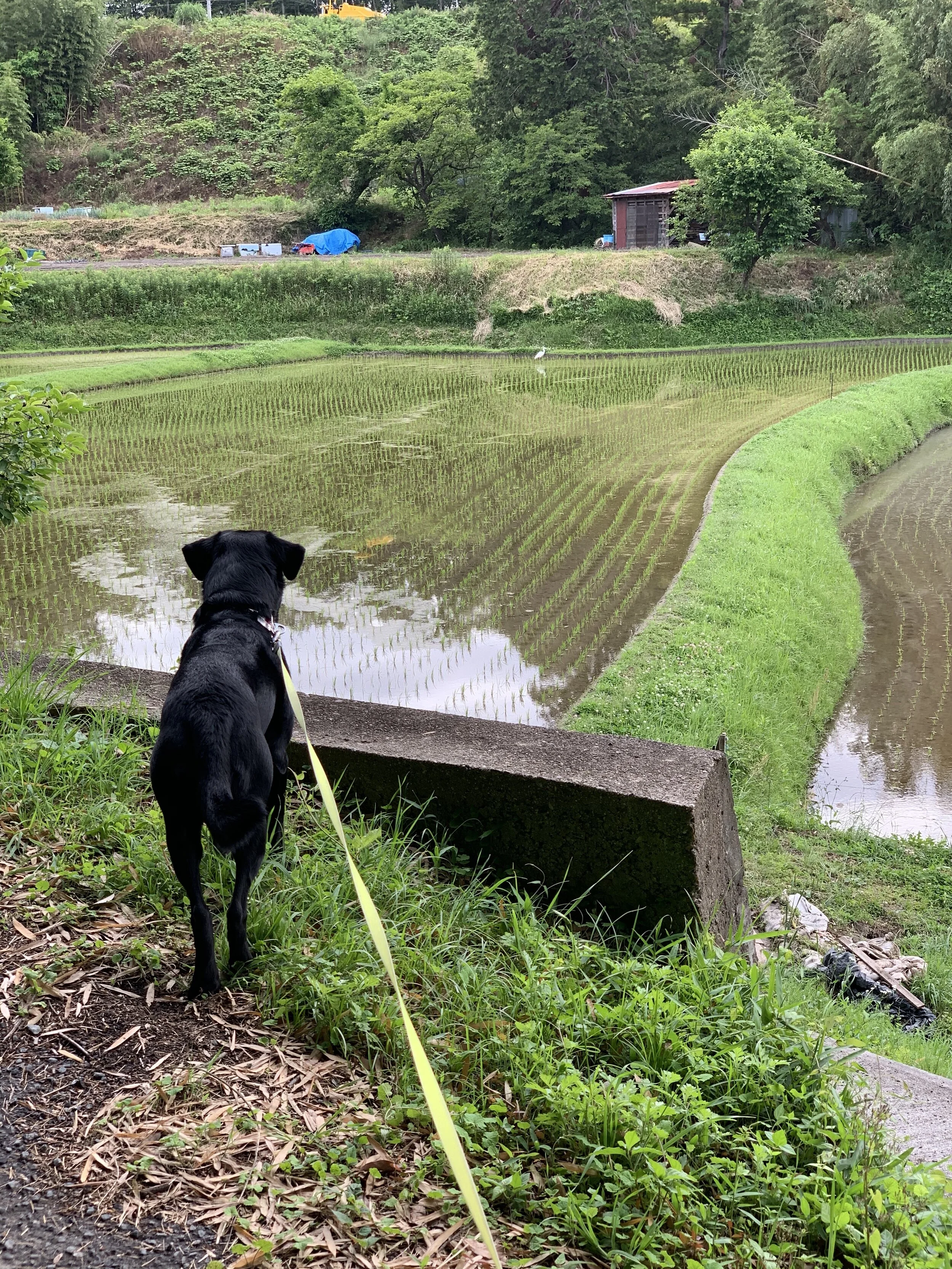 Photo 2020-06-01 6 41 05.jpg