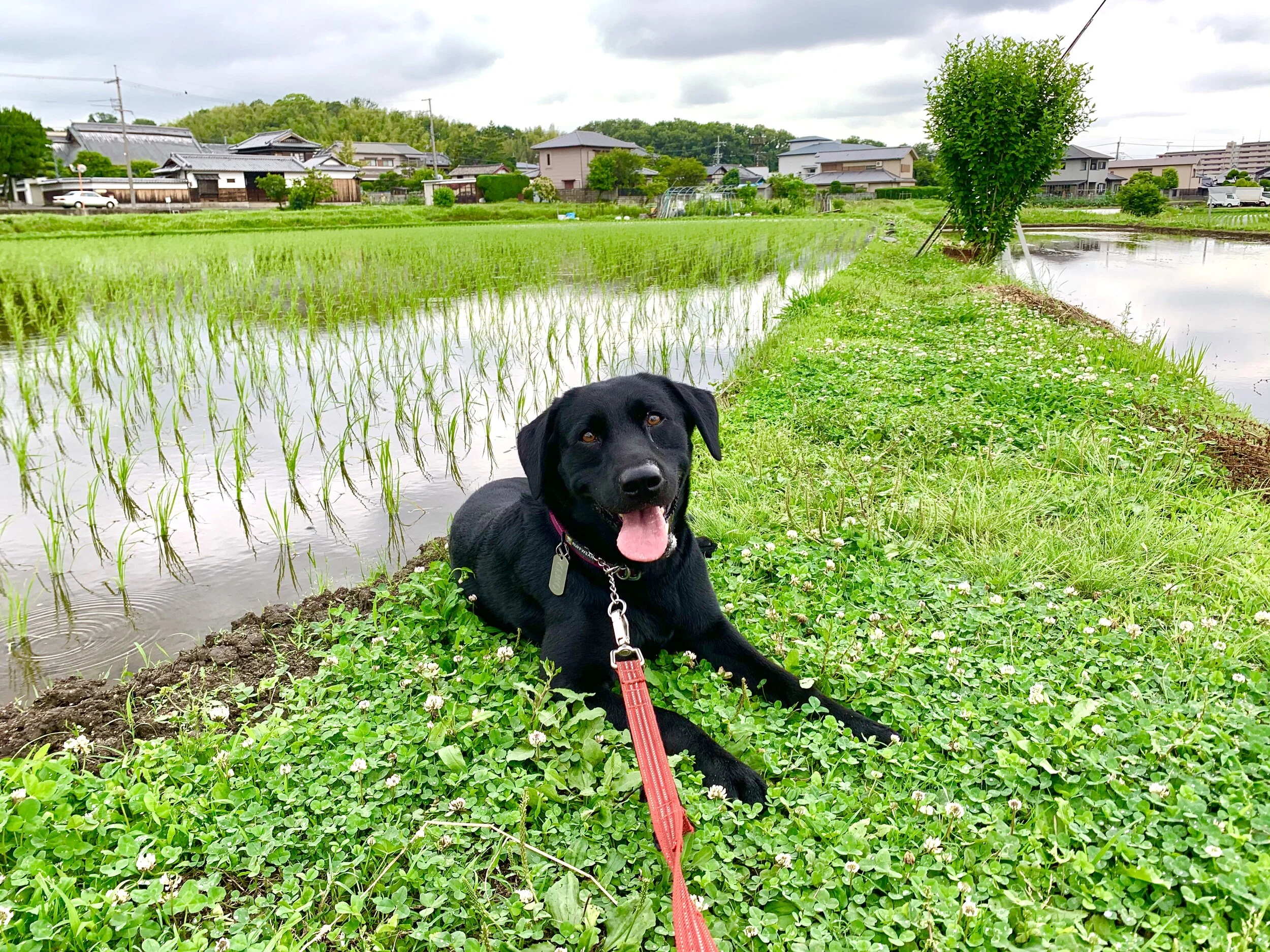 Photo 2020-06-12 14 41 46.jpg