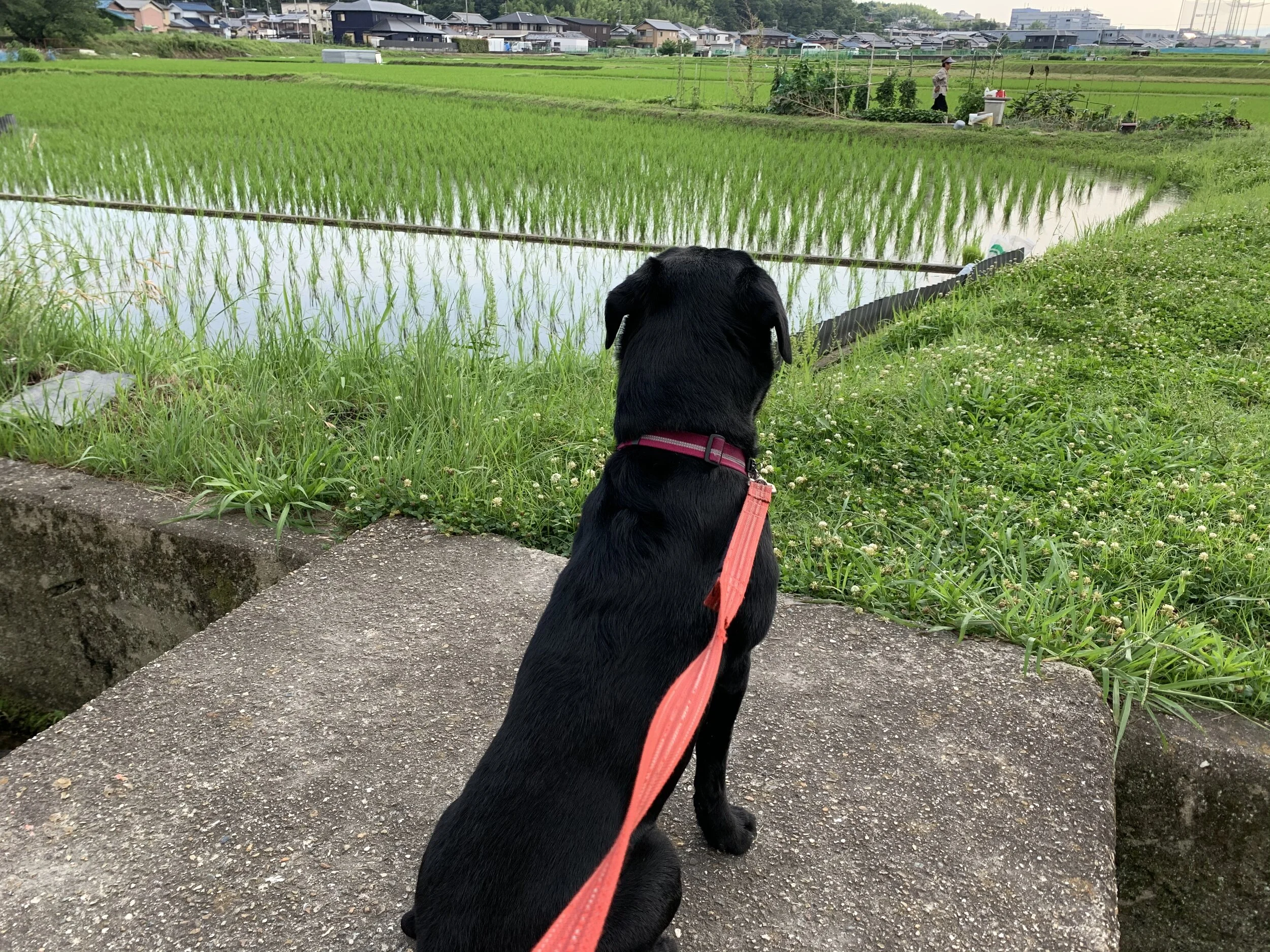 Photo 2020-06-16 16 15 39.jpg