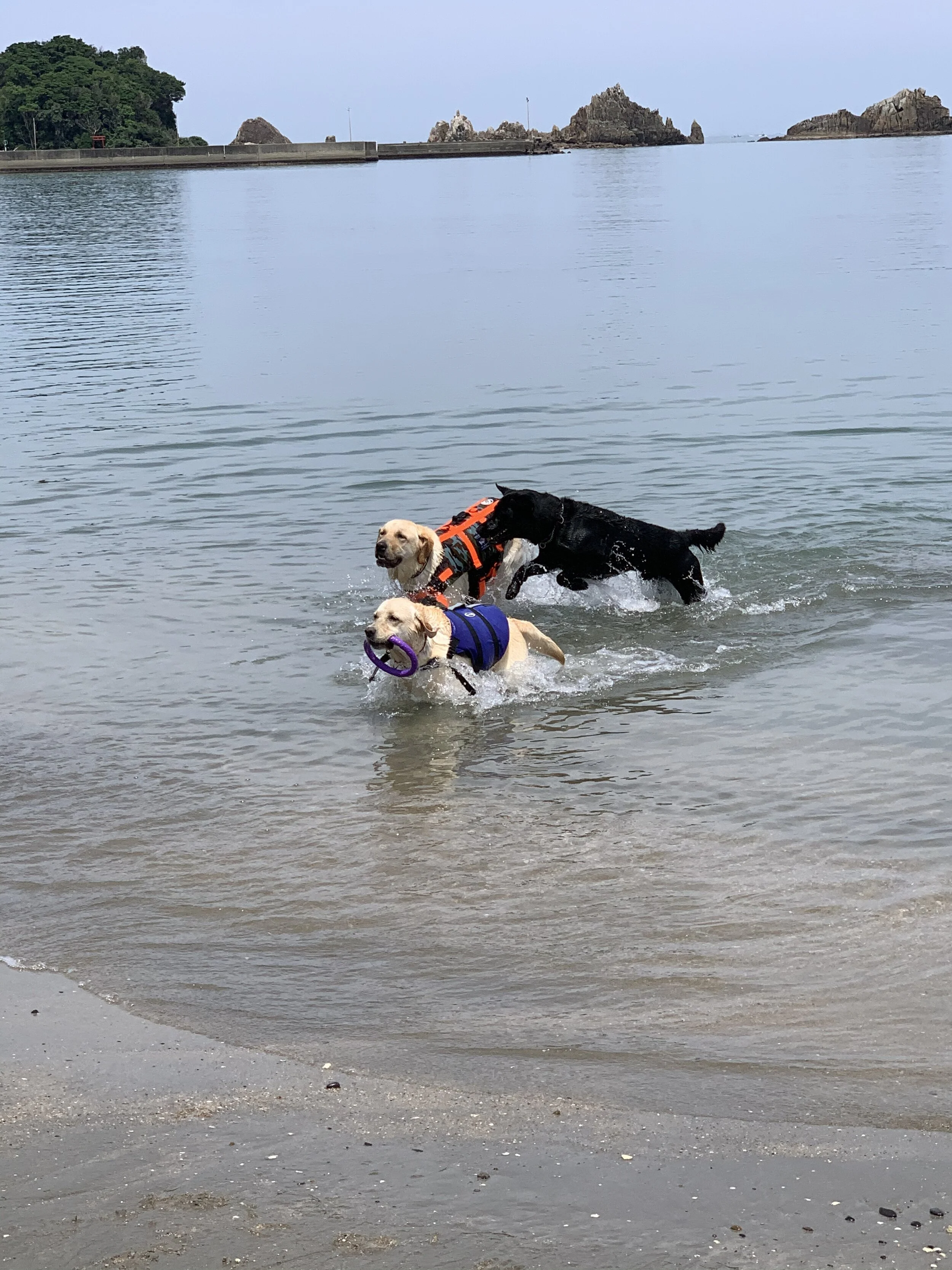 Photo 2020-06-20 13 29 16.jpg