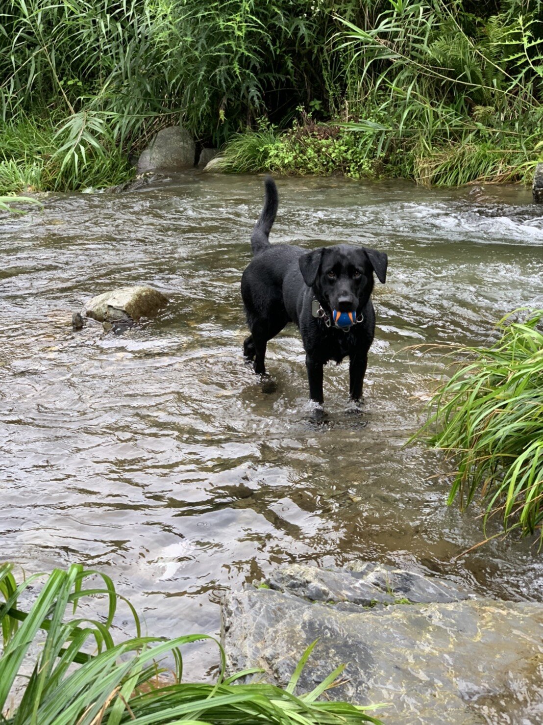 Photo 2020-07-25 17 49 59.jpg