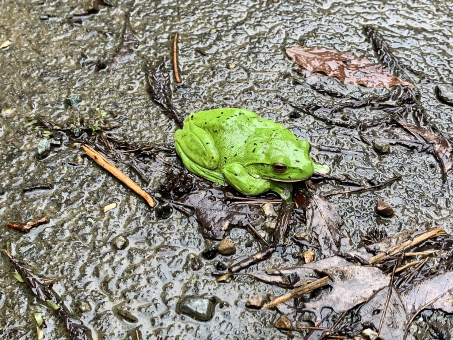 Photo 2020-07-25 17 51 16.jpg