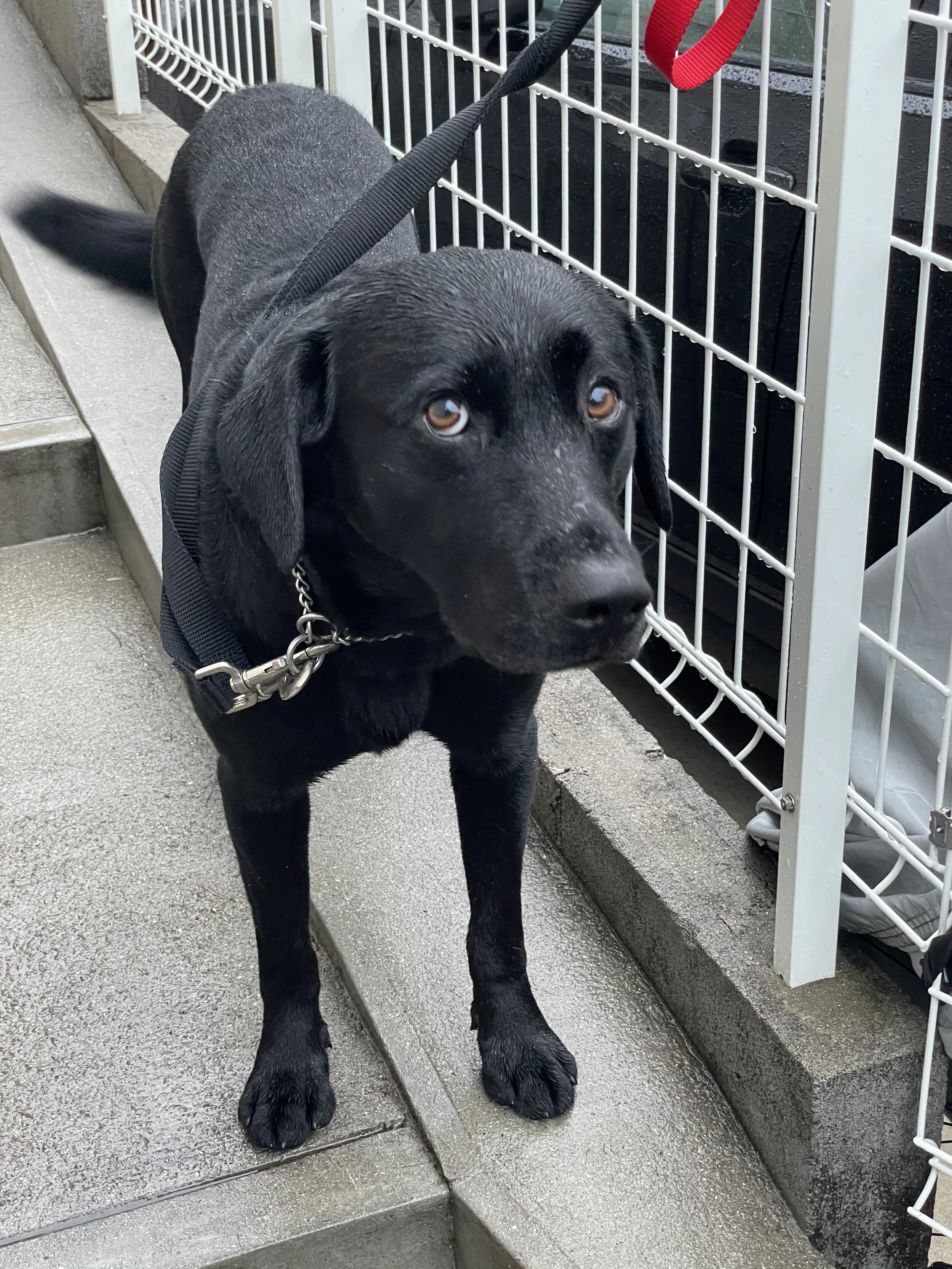 Fresh out of the shower on a rainy morning.