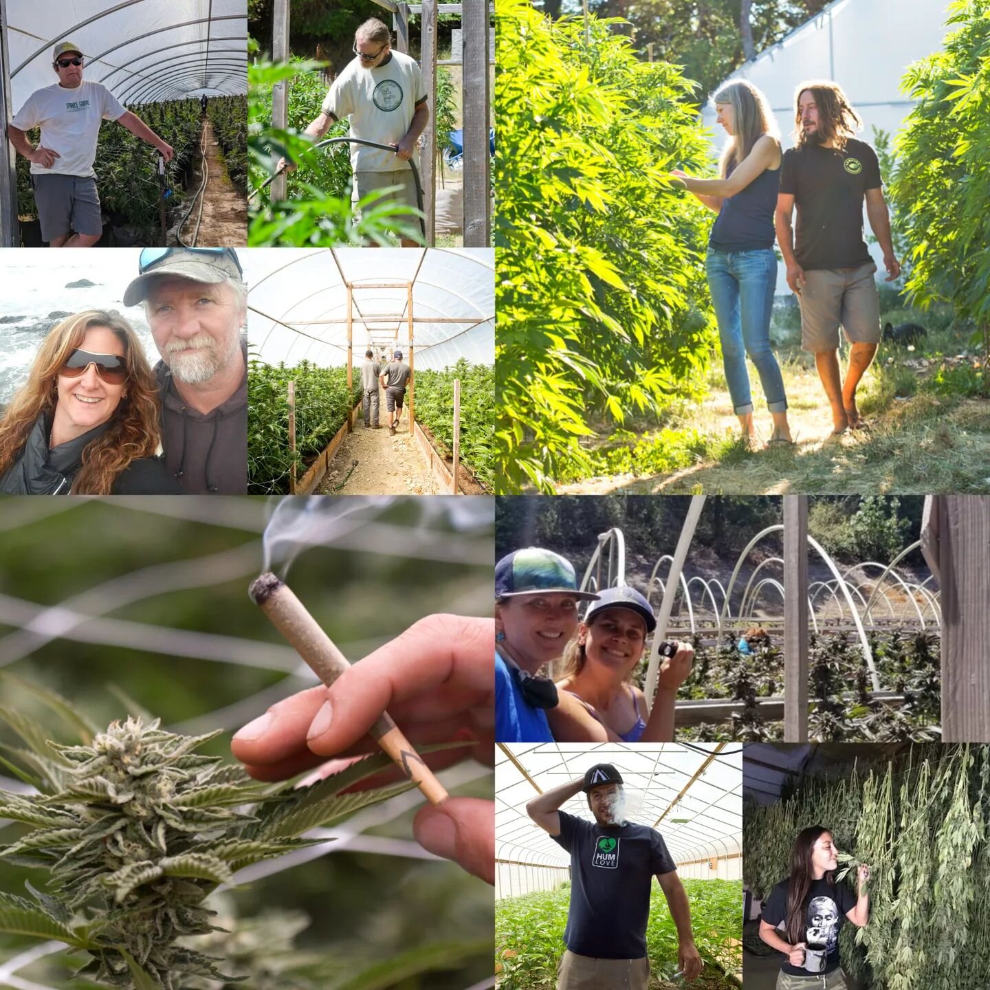 Happy Danksgiving! Thankful for our farmers, retail partners and Humboldt flower lovers! Wishing everyone a day filled with good vibes and great herb! 🍃

@greenoxinc @bokifarms @king_range_farms @sprucegrovefarmsllc @canyon_farms @southernhumboldtgr