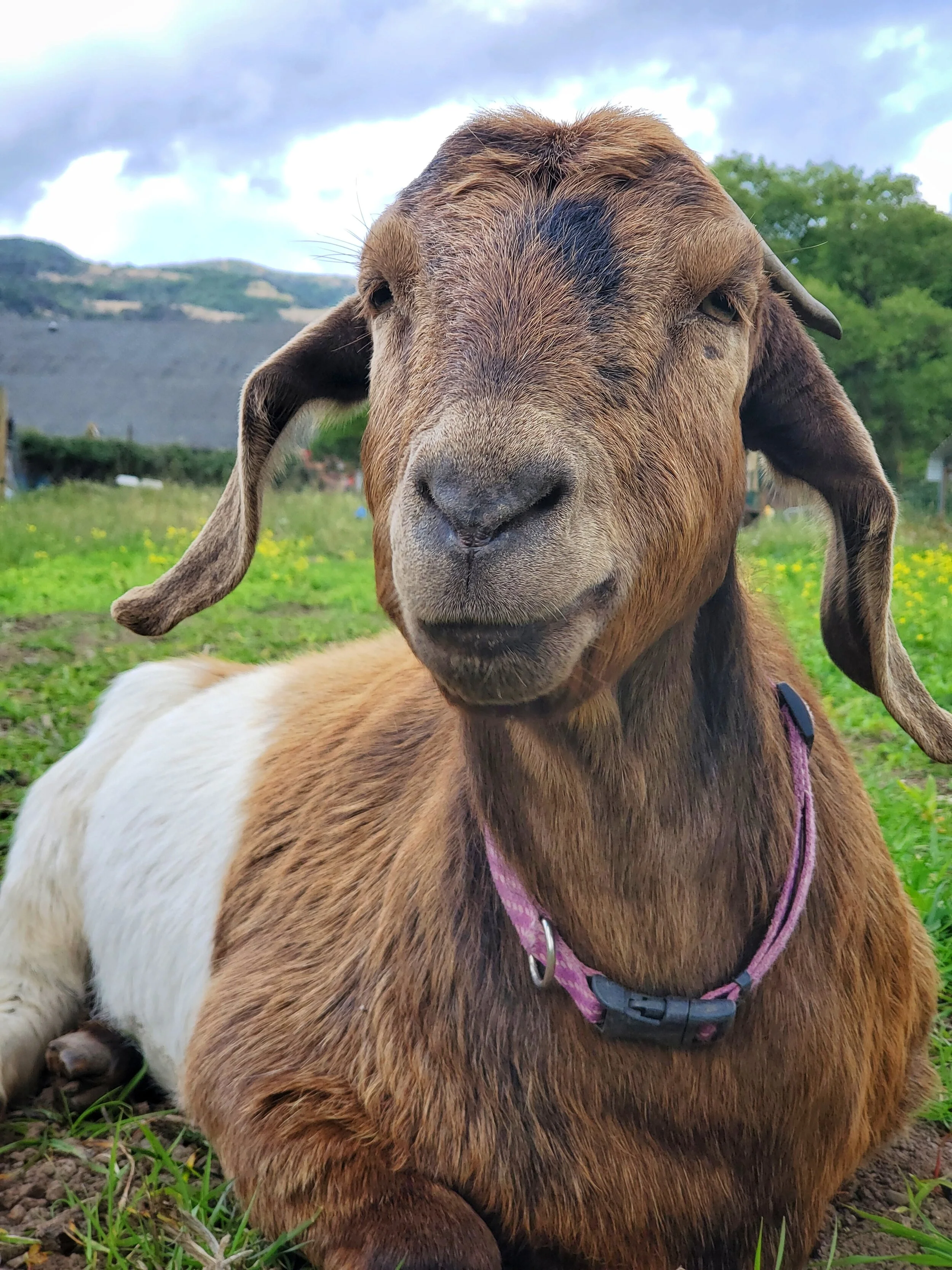 Bleating Hearts Farm And Sanctuary