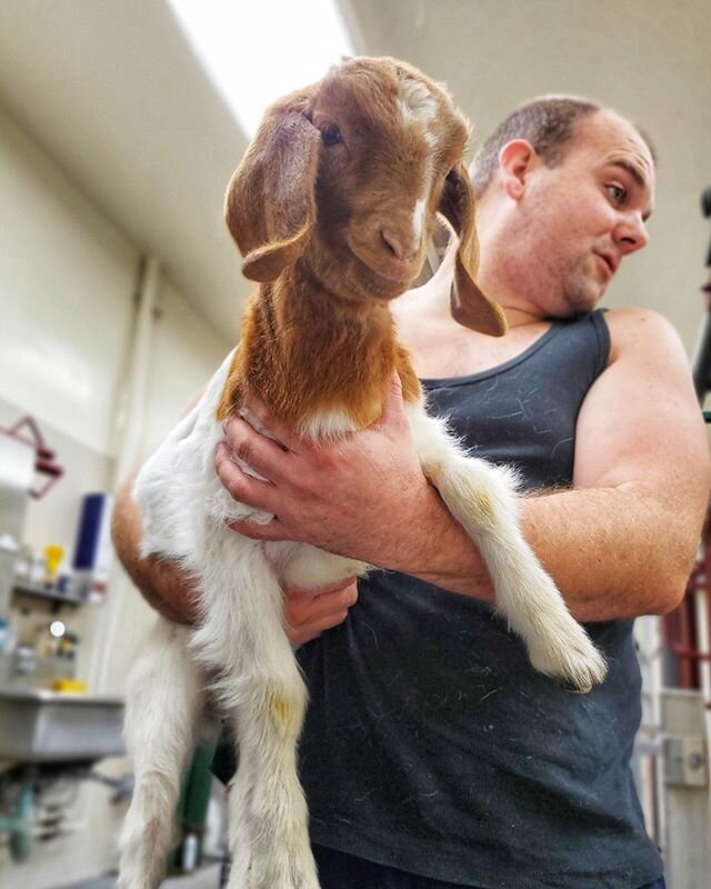 Whoever smelt it, delt it. But in this case, it's Whoever denied it supplied it! Peanut is our little stinker, but we still love her! 🤣😳❤ ⠀⠀⠀⠀⠀⠀⠀⠀⠀⠀⠀⠀ ⠀⠀⠀⠀⠀⠀⠀⠀⠀⠀⠀⠀ ⠀⠀⠀⠀⠀⠀⠀⠀⠀⠀⠀⠀ ⠀⠀⠀⠀⠀⠀⠀⠀⠀⠀⠀⠀ ⠀⠀⠀⠀⠀⠀⠀⠀⠀⠀⠀⠀ ⠀⠀⠀⠀⠀⠀⠀⠀⠀⠀⠀⠀⠀⠀⠀⠀⠀⠀⠀⠀⠀
#BleatingHeartsFarm #go