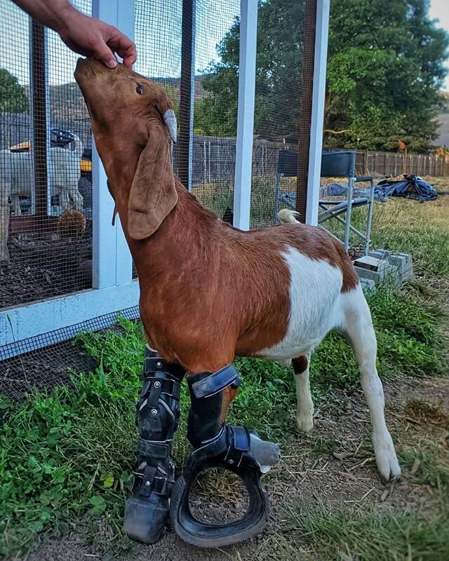 Look who is so happy that he wants to chase his humans down for extra kisses! We are so proud of this little guy!! We have been struggling since January to get Nemo his prosthesis and brace, until one day one of our followers helped set things in mot