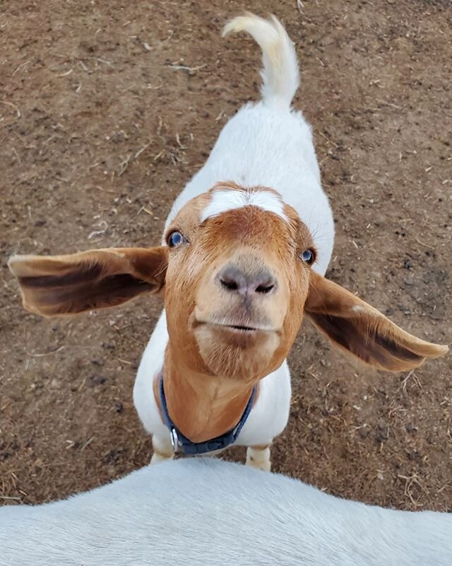 Tod knows when you have peppermint treats in your pocket! He can smell them from a mile away! With a face like that, you can't not share. 😊 ⠀⠀⠀⠀⠀⠀⠀⠀⠀⠀⠀⠀ ⠀⠀⠀⠀⠀⠀⠀⠀⠀⠀⠀⠀ ⠀⠀⠀⠀⠀⠀⠀⠀⠀⠀⠀⠀ ⠀⠀⠀⠀⠀⠀⠀⠀⠀⠀⠀⠀ ⠀⠀⠀⠀⠀⠀⠀⠀⠀⠀⠀⠀ ⠀⠀⠀⠀⠀⠀⠀⠀⠀⠀⠀⠀⠀⠀⠀⠀⠀⠀⠀⠀⠀
#BleatingHeartsFarm #g