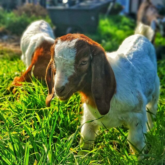 Baby Duke with his trademark mustache. 👨 He grew up and it vanished! It was so cute! He's still our Duke Caboom, even without it. 🏍🇨🇦 ⠀⠀⠀⠀⠀⠀⠀⠀⠀⠀⠀⠀ ⠀⠀⠀⠀⠀⠀⠀⠀⠀⠀⠀⠀ ⠀⠀⠀⠀⠀⠀⠀⠀⠀⠀⠀⠀ ⠀⠀⠀⠀⠀⠀⠀⠀⠀⠀⠀⠀ ⠀⠀⠀⠀⠀⠀⠀⠀⠀⠀⠀⠀ ⠀⠀⠀⠀⠀⠀⠀⠀⠀⠀⠀⠀⠀⠀⠀⠀⠀⠀⠀⠀⠀
#BleatingHeartsFarm #goat