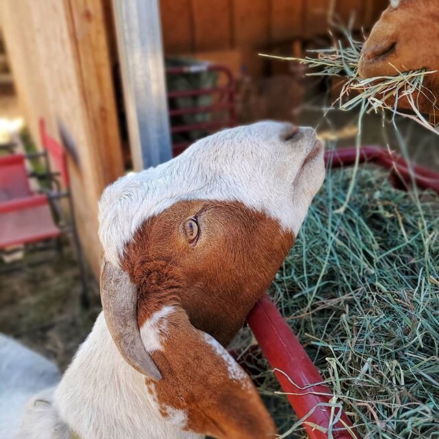 Chip says the best food is the kind that someone else has. They have it, so it must be better! Can I get some of that? 🤣🤦&zwj;♀️❤ ⠀⠀⠀⠀⠀⠀⠀⠀⠀⠀⠀⠀ ⠀⠀⠀⠀⠀⠀⠀⠀⠀⠀⠀⠀ ⠀⠀⠀⠀⠀⠀⠀⠀⠀⠀⠀⠀ ⠀⠀⠀⠀⠀⠀⠀⠀⠀⠀⠀⠀ ⠀⠀⠀⠀⠀⠀⠀⠀⠀⠀⠀⠀ ⠀⠀⠀⠀⠀⠀⠀⠀⠀⠀⠀⠀
#BleatingHeartsFarm #goat #goatlife #goa