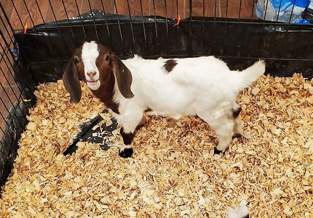 They joy of fluffy clean bedding is universal. 😉❤ ⠀⠀⠀⠀⠀⠀⠀⠀⠀⠀⠀⠀ ⠀⠀⠀⠀⠀⠀⠀⠀⠀⠀⠀⠀ ⠀⠀⠀⠀⠀⠀⠀⠀⠀⠀⠀⠀ ⠀⠀⠀⠀⠀⠀⠀⠀⠀⠀⠀⠀ ⠀⠀⠀⠀⠀⠀⠀⠀⠀⠀⠀⠀ ⠀⠀⠀⠀⠀⠀⠀⠀⠀⠀⠀⠀
#BleatingHeartsFarm #goat #goatlife #goatsofinstagram #goatrescue #goatloversanonymous #wildlife #animalsanctuary #animal