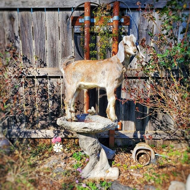 Be sure to put out fresh clean water for the wildlife with these high temperatures! Wait.. what kind of bird is that?! 😳🤭 ⠀⠀⠀⠀⠀⠀⠀⠀⠀⠀⠀⠀ ⠀⠀⠀⠀⠀⠀⠀⠀⠀⠀⠀⠀ ⠀⠀⠀⠀⠀⠀⠀⠀⠀⠀⠀⠀ ⠀⠀⠀⠀⠀⠀⠀⠀⠀⠀⠀⠀ ⠀⠀⠀⠀⠀⠀⠀⠀⠀⠀⠀⠀ ⠀⠀⠀⠀⠀⠀⠀⠀⠀⠀⠀⠀⠀⠀⠀⠀⠀⠀⠀⠀⠀
#BleatingHeartsFarm #goat #goatlife #go