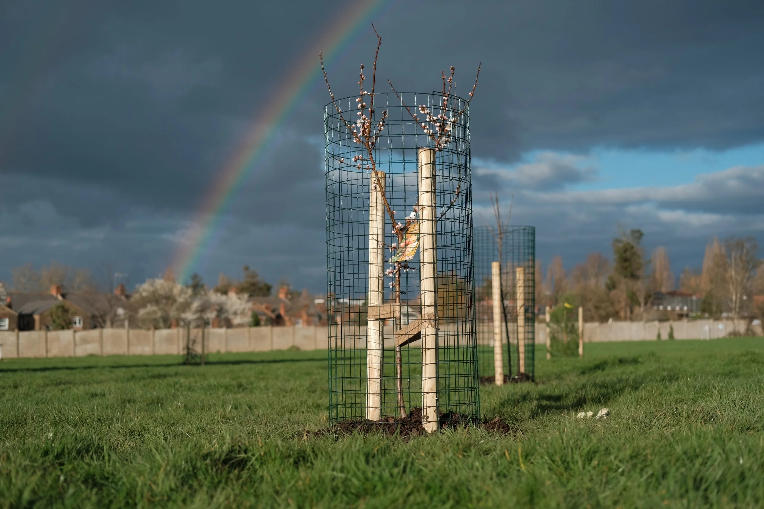 Young tree protected by a wire mesh on a grassy field with a rainbow and dark clouds in the sky in the background.