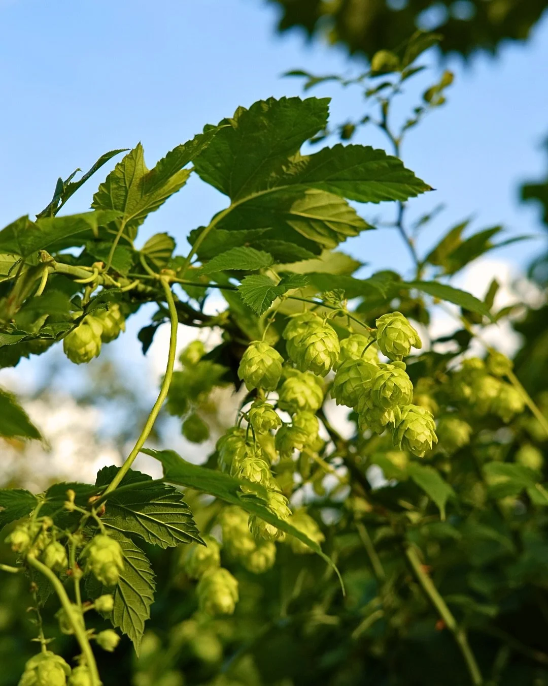 🌿 How to Pick Hops (according to Google Gemini)

1. Find the cone 🌸
2. Give it a twist ✨
3. Smell the aroma 🍃

&hellip;But honestly, why read about it when you can try it yourself?

Join us tomorrow, Friday 12 Sept, for our Annual Hops Picking!
📍