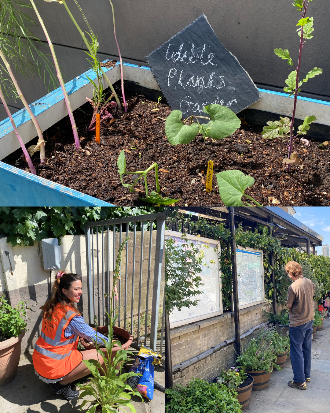 Acton Central – 3.png