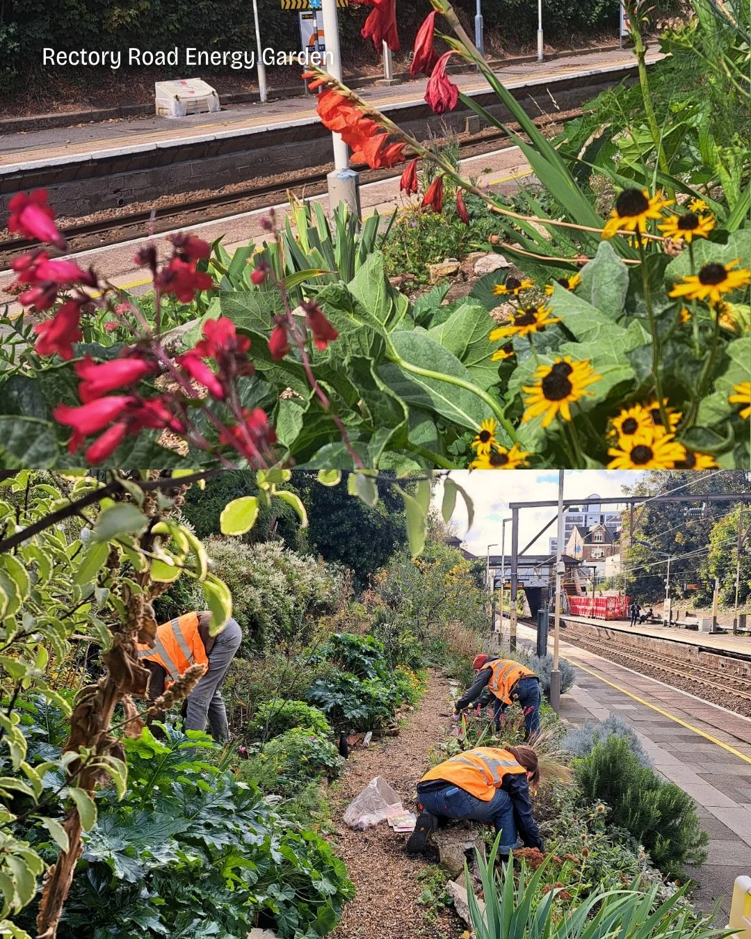 🌼 Rectory Road Energy Garden is a 200m&sup2; trackside space, home to rescued, drought-tolerant native plants and a rich mix of wildlife habitats.

🌱 Pond with aquatic plants, gabions &amp; dead hedges (hello ivy bees 🐝) 🍎 Small orchard (pear, ap