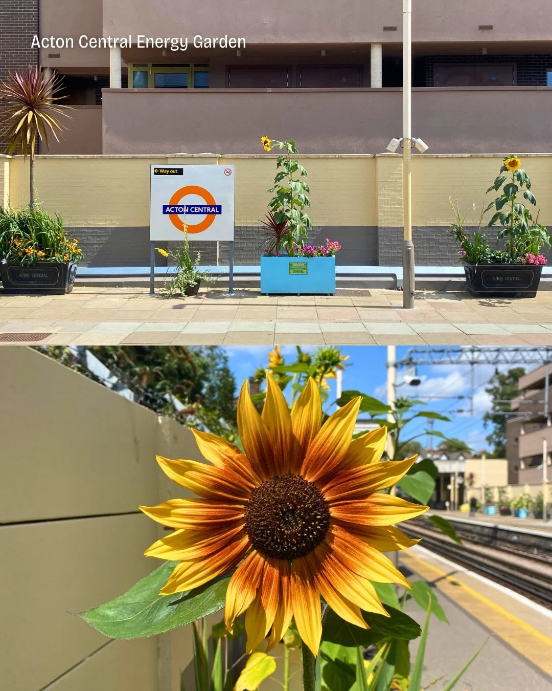 🪴Acton Central Station Energy Garden is made entirely of planters along the platforms and entrance, creating colourful displays throughout the seasons.

🌼 50+ planters with nasturtium, Japanese maple, passion flower, fig + seasonal edibles
👣 Reach