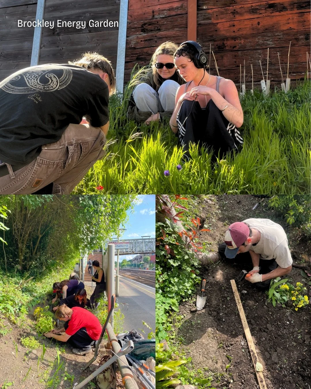 🌿 Brockley Station Energy Garden has been brimming with life and colour, building on three years of growing momentum and a volunteer group that nearly doubled in 2025
 🏆 Winner of Best Energy Garden at the Overground in Bloom competition, with a ga