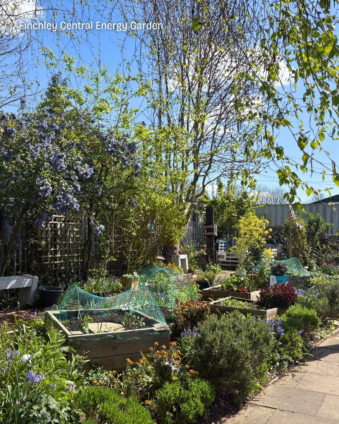 🌿 Finchley Central Energy Garden has evolved over the years into a productive and welcoming growing space, balancing food production with ornamental and biodiversity-friendly planting 🌱

After one of the driest growing seasons on record, the garden