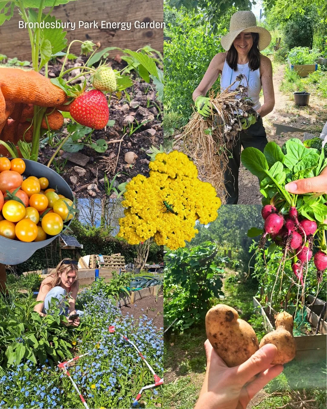 🥔 Brondesbury Park Energy Garden is a multifunctional space for food growing, community-building and biodiversity enhancement 🌱 As the first garden in the Energy Garden network, it continues to evolve as a thriving, regenerative hub.

🍅 Platform 2
