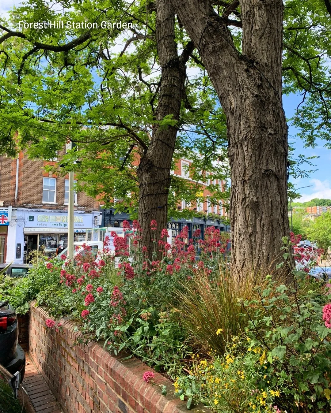 🌳 Forest Hill Station Garden has gone from strength to strength in 2025, deepening its partnership with the Forest Hill Society @fhsoc and introducing regular Friday maintenance sessions to help sustain the garden through an unusually dry summer 🌱
